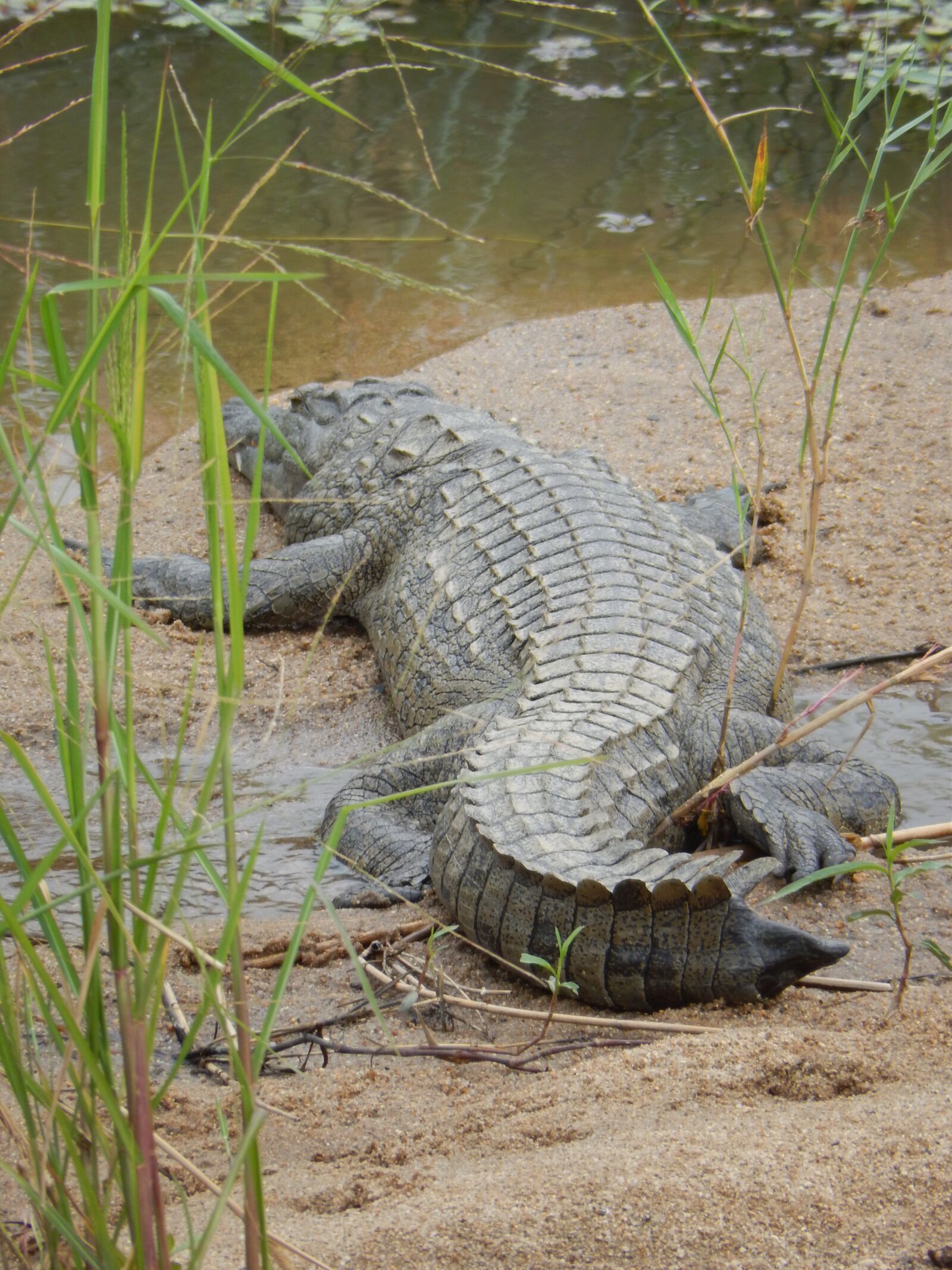 Nikon Coolpix S9500 sample photo. African, crocodile, fresh water photography