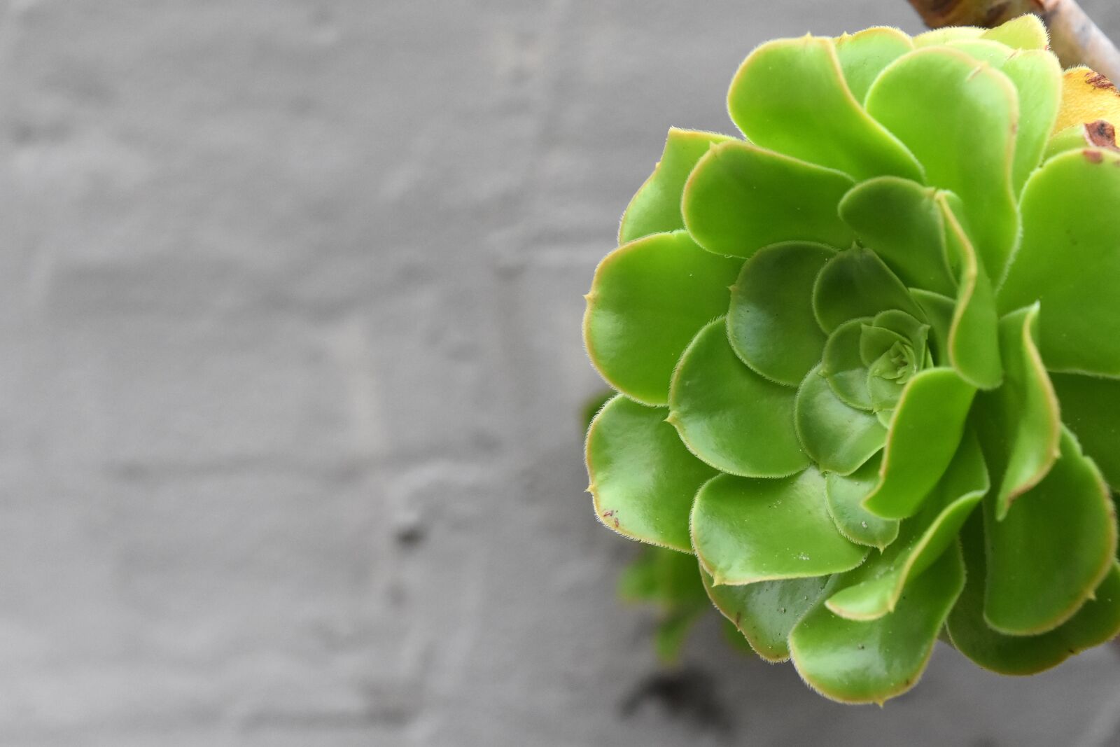 Nikon D7200 sample photo. Succulent, flat lay, plant photography