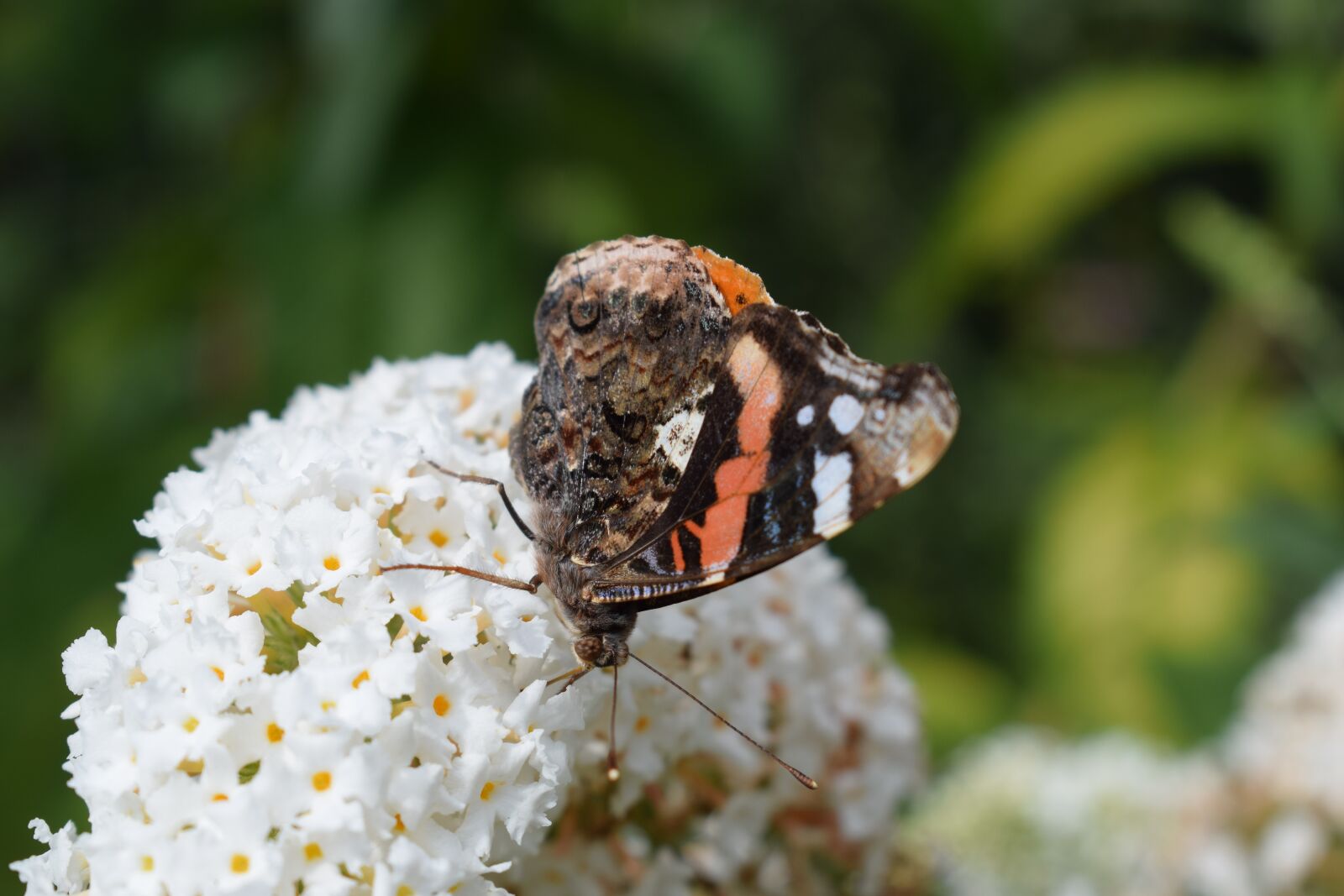 Nikon D3300 sample photo. Butterfly, flower, insect photography