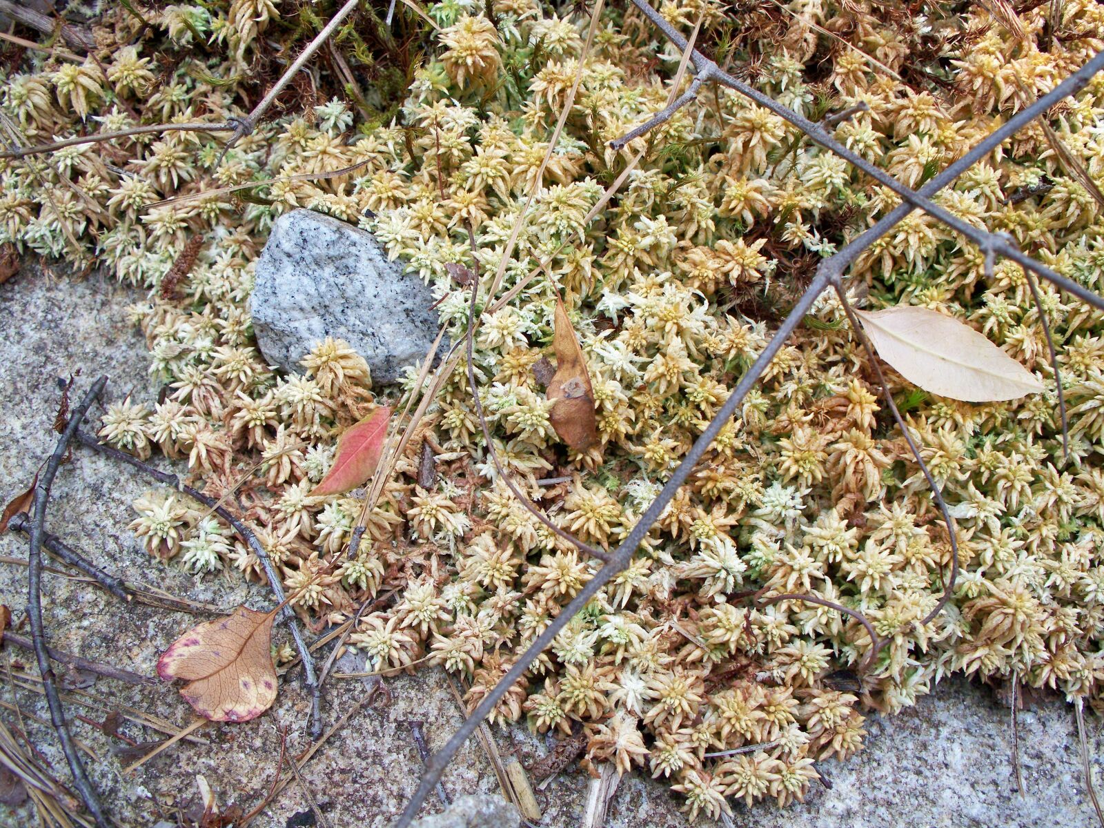 Kodak EASYSHARE Z1485 IS DIGITAL CAMERA sample photo. Plant, flora, field photography