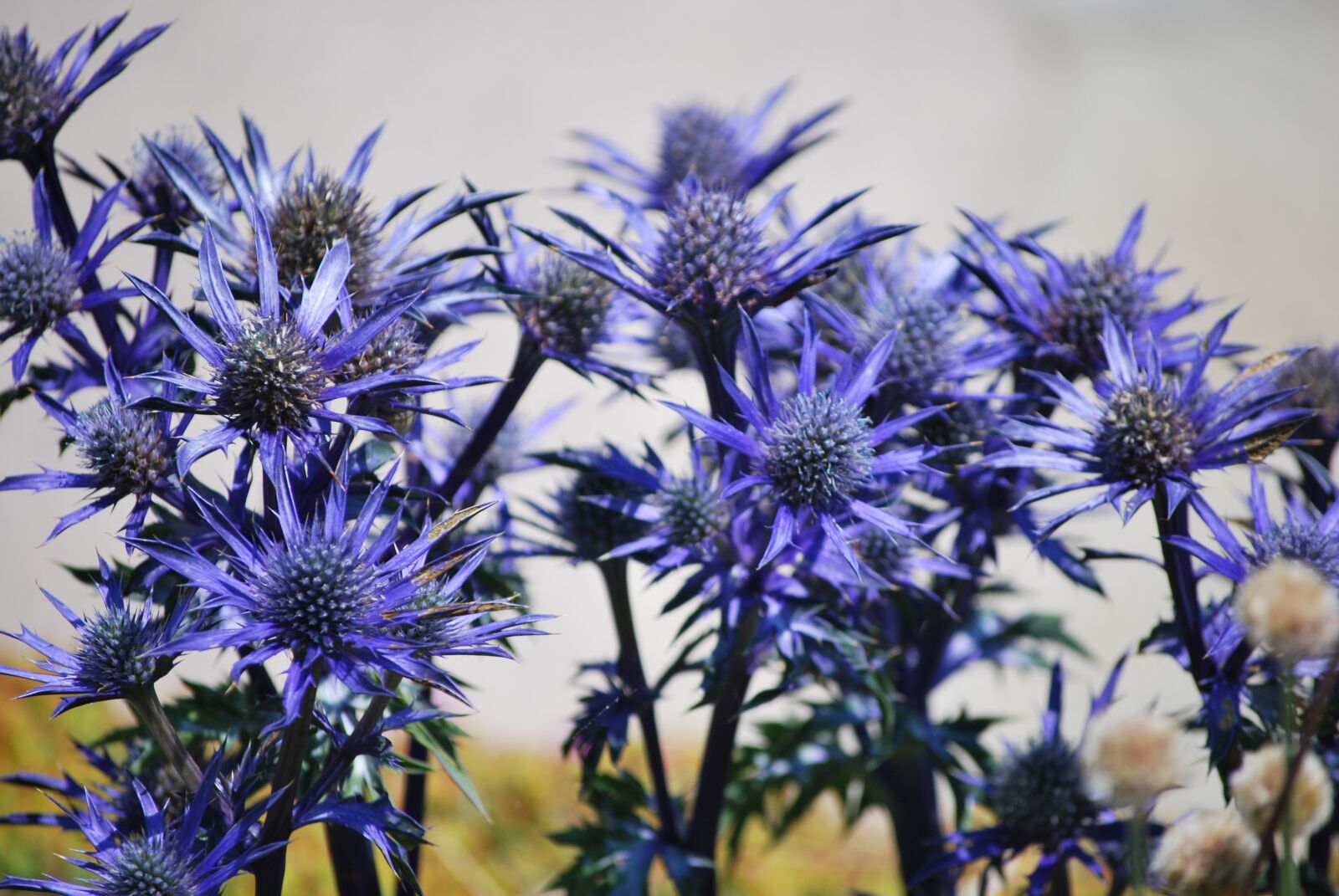 Nikon D60 sample photo. Thistles, flowers, blue photography
