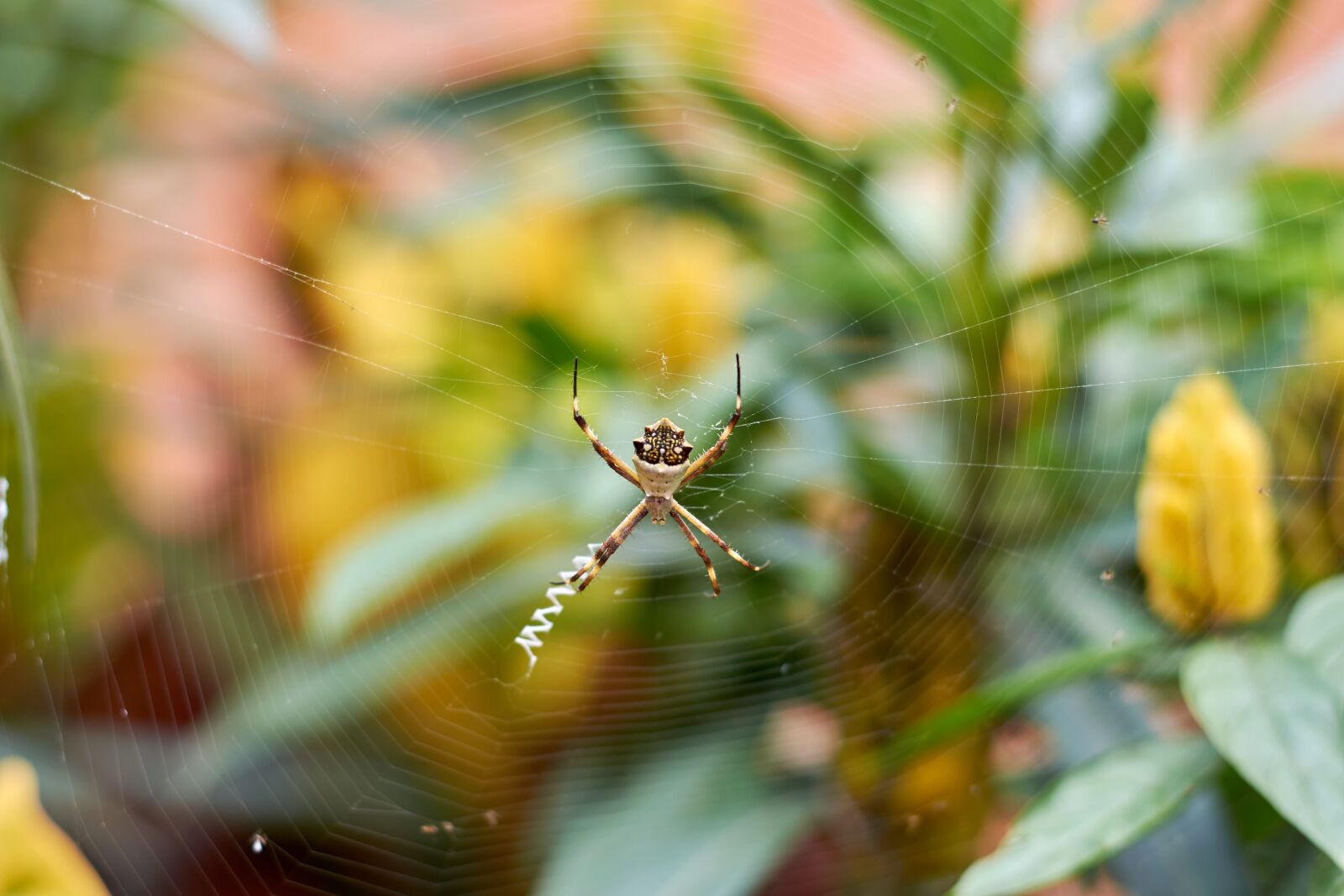 Nikon AF-S Nikkor 50mm F1.8G sample photo. Spider, garden, nature photography