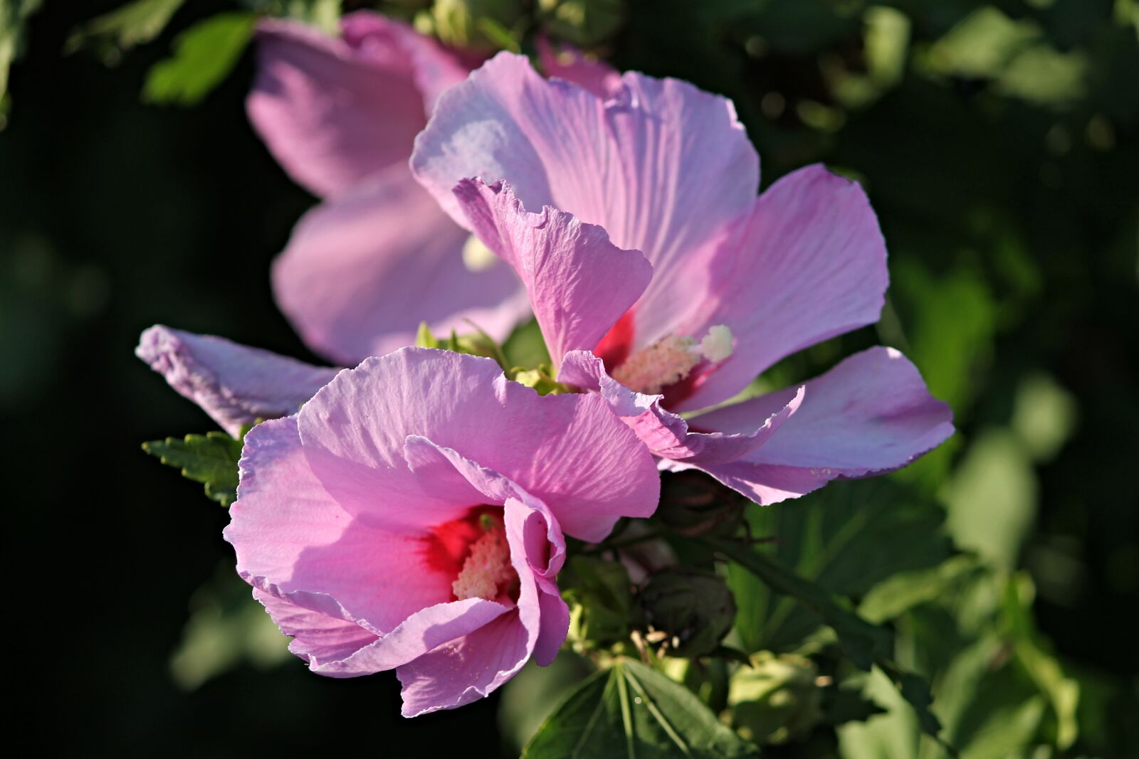 Canon EOS 1100D (EOS Rebel T3 / EOS Kiss X50) sample photo. Hibiscus, marshmallow, mallow photography