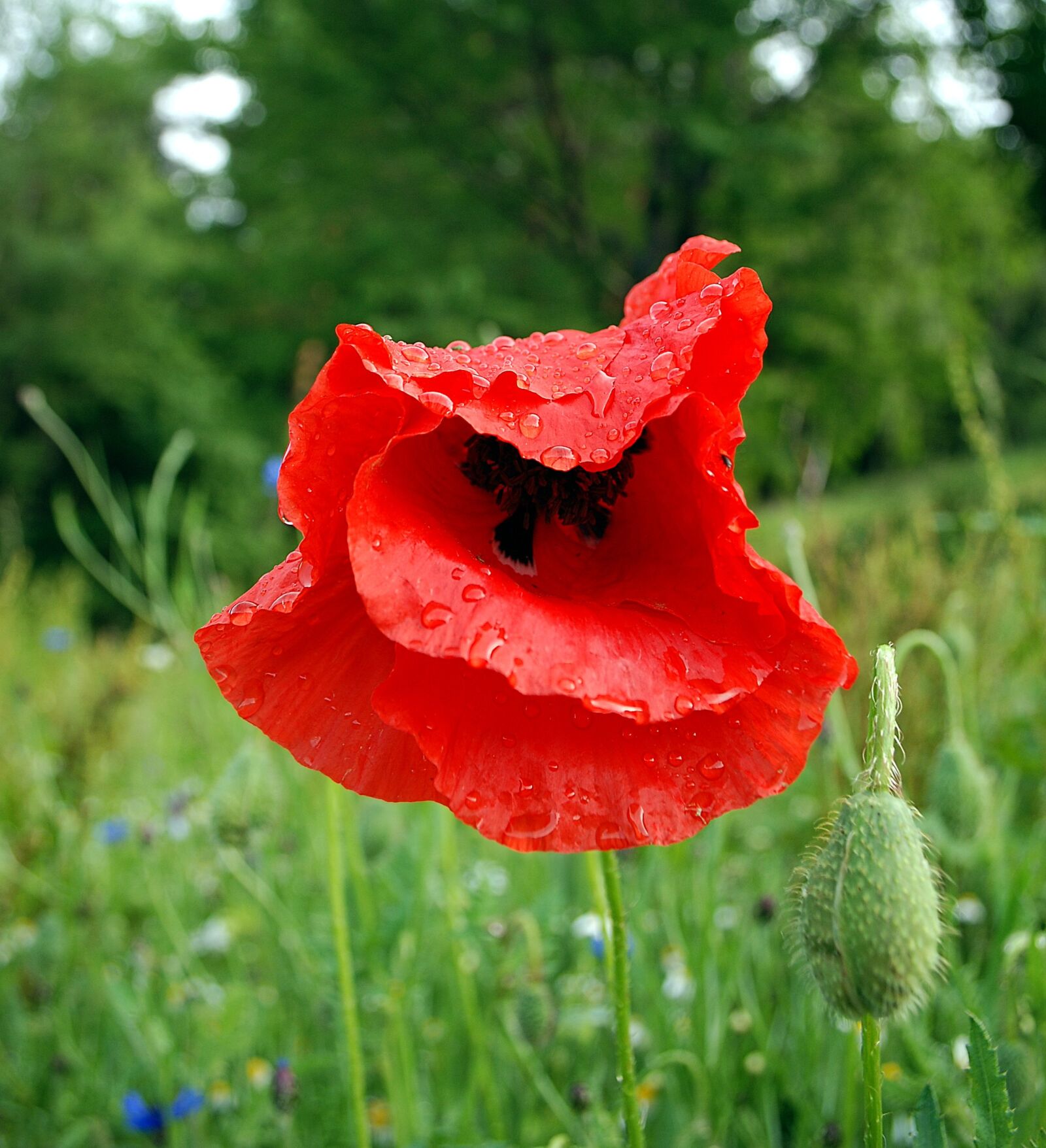 Nikon D80 sample photo. Poppy, flower, meadow photography