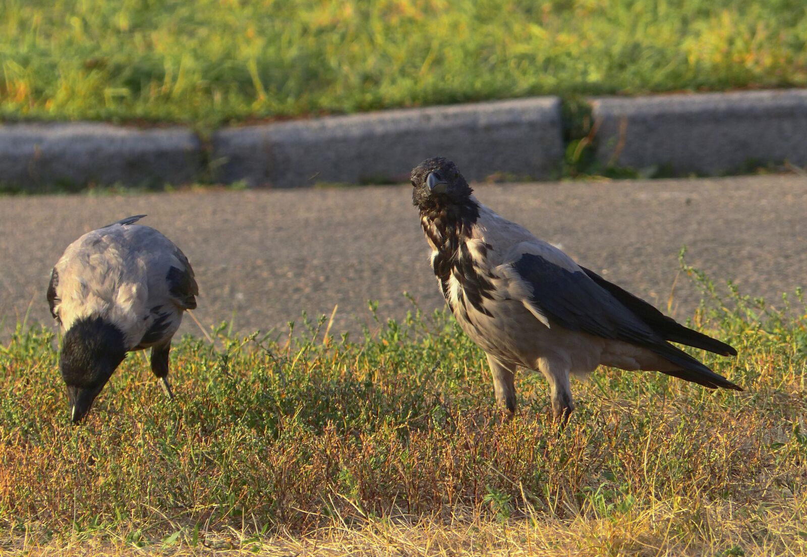 Panasonic Lumix DMC-FZ200 sample photo. Crow, crows, bird photography