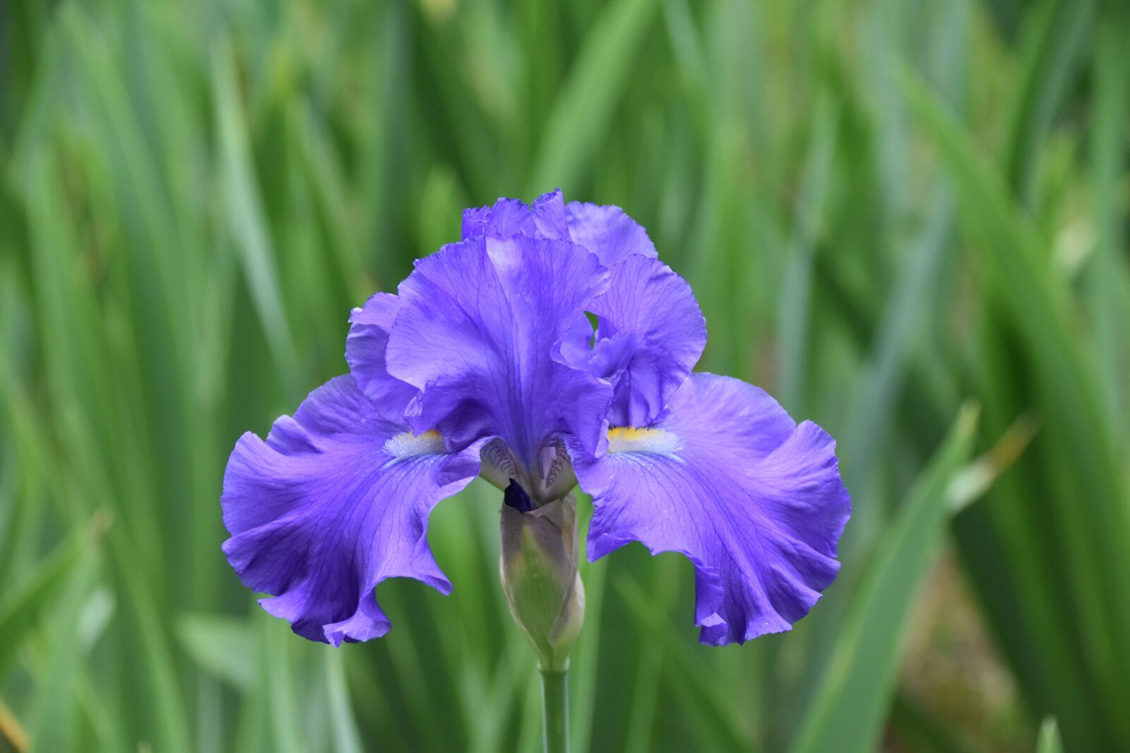 Nikon D5600 sample photo. Flower, iris, iris blue photography