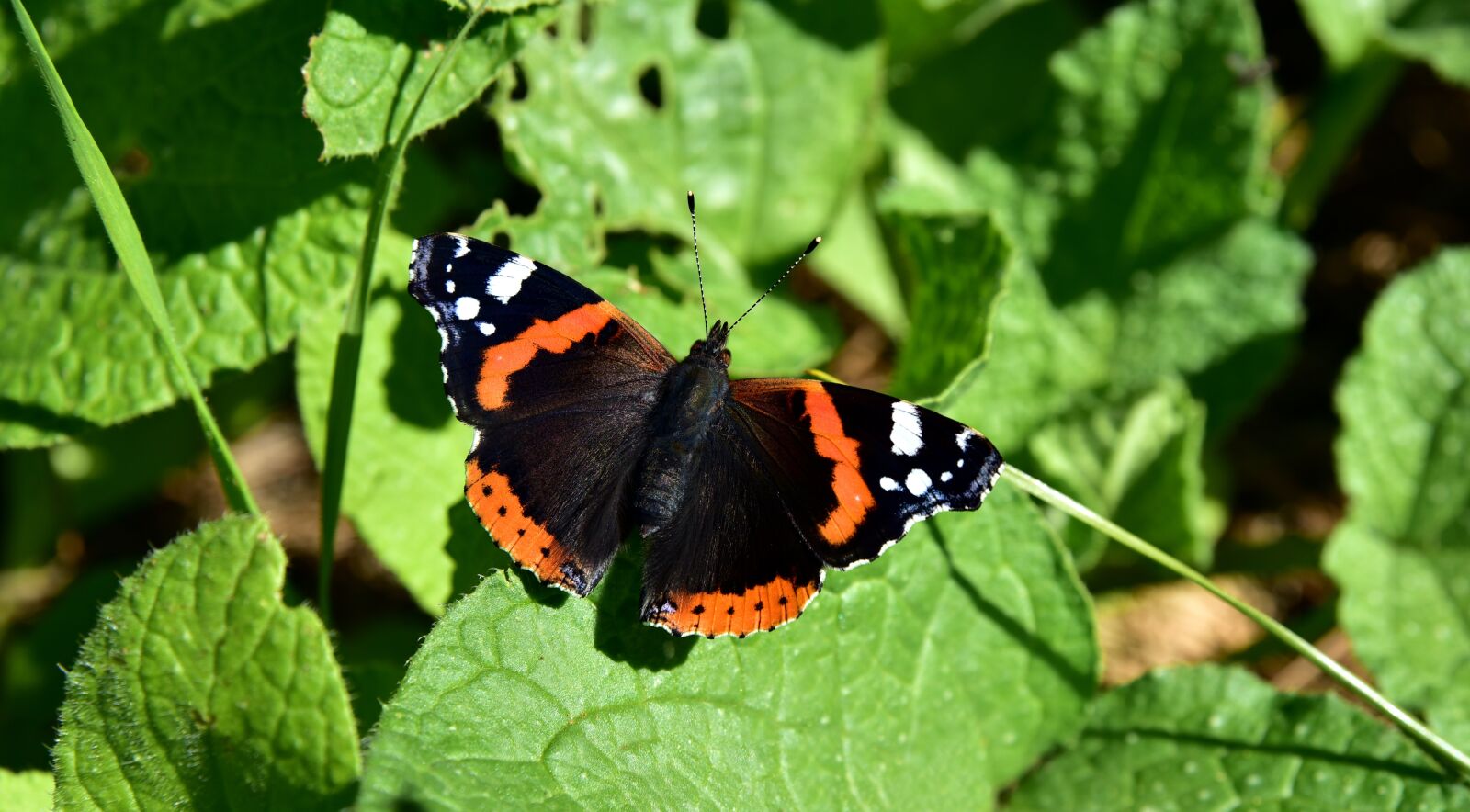 Nikon D750 sample photo. Butterfly, colorful, insect photography