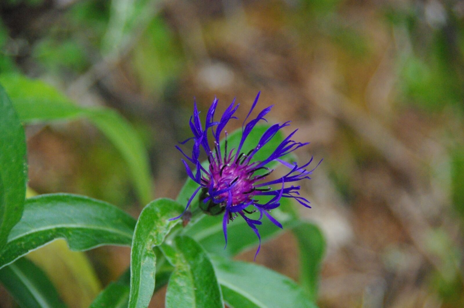 Pentax K200D sample photo. Knapweed mountains, alps, flower photography