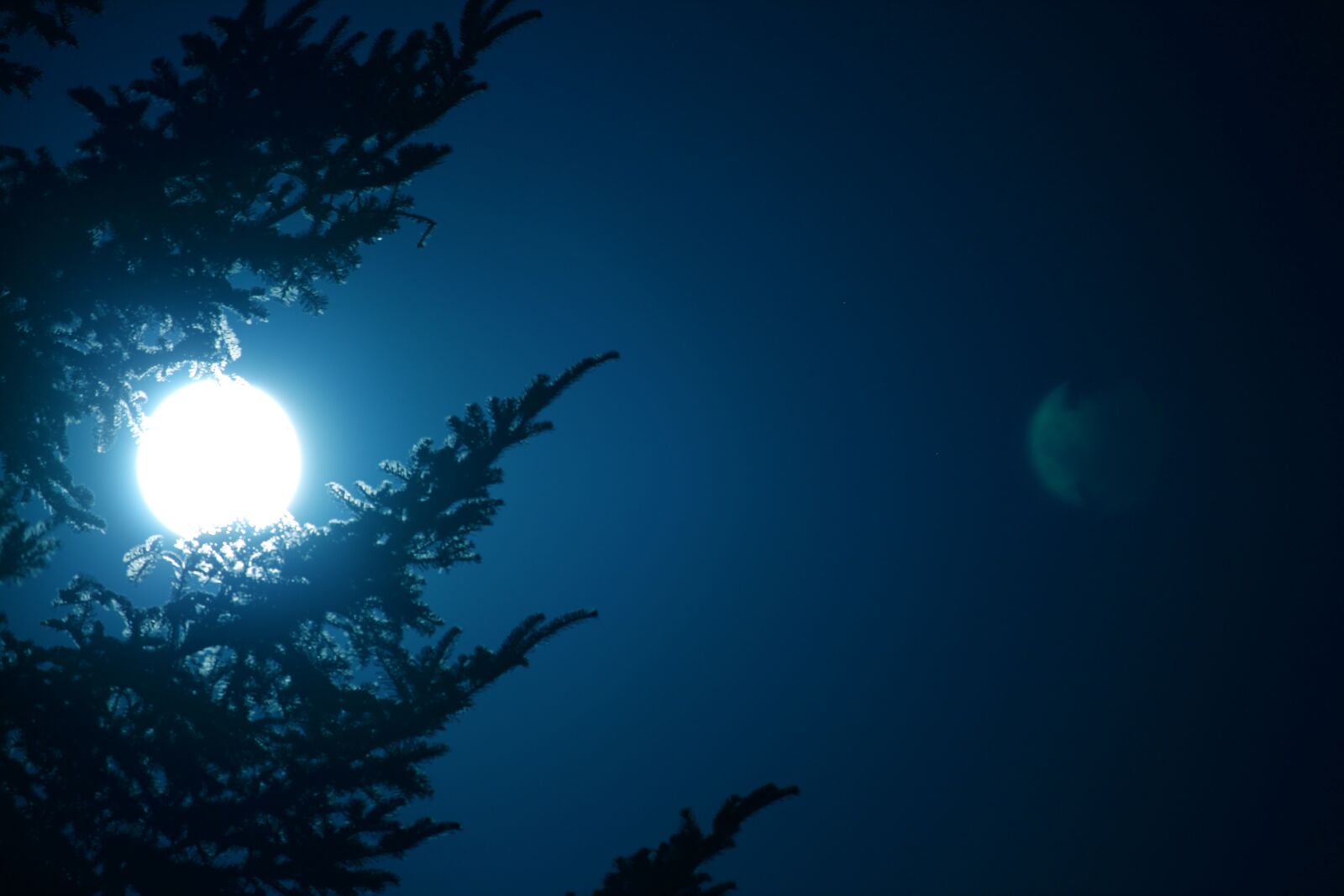 Canon EF-S 55-250mm F4-5.6 IS STM sample photo. Moon, night, fir tree photography