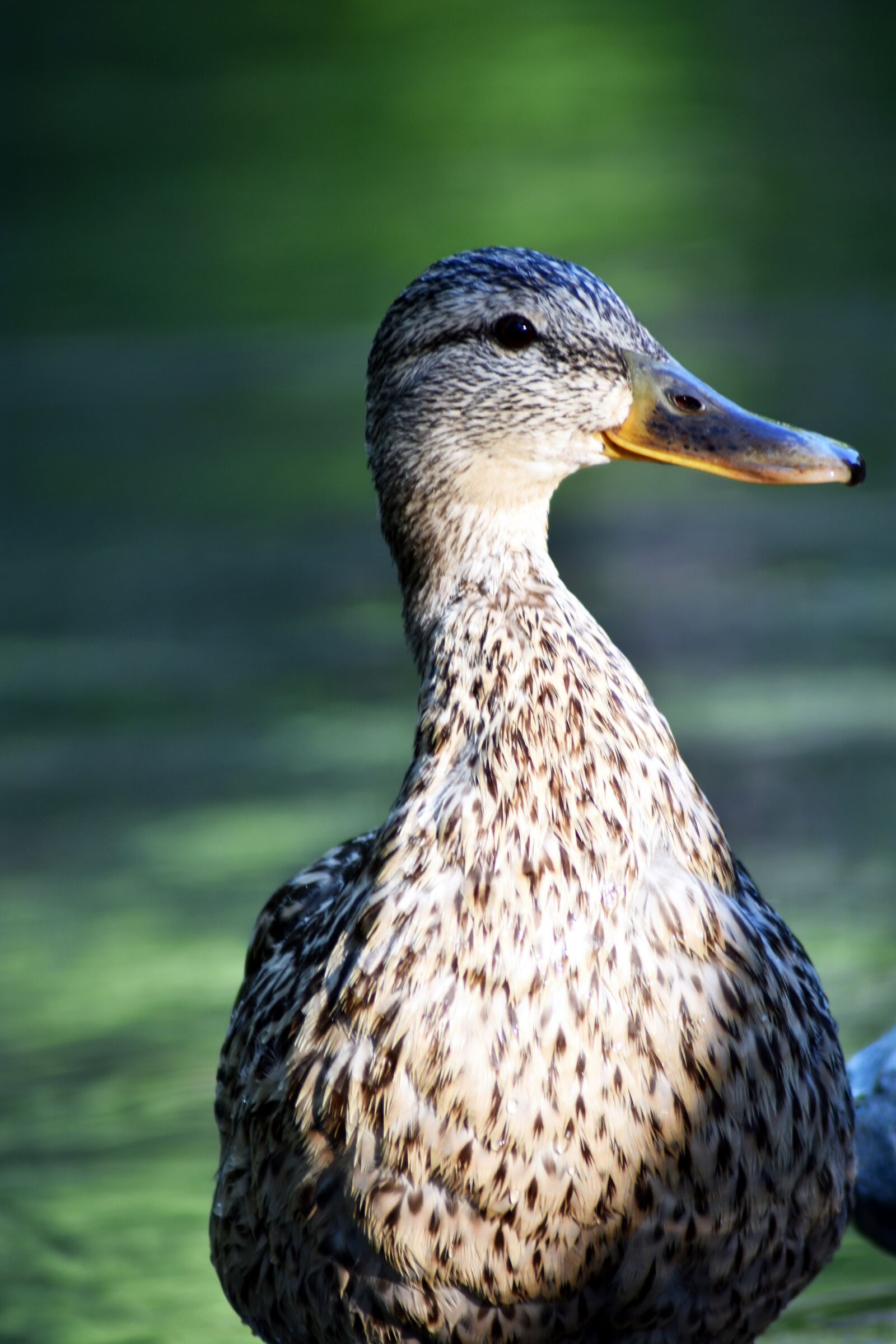 Nikon D3400 sample photo. Mallard duck, duck, portrait photography