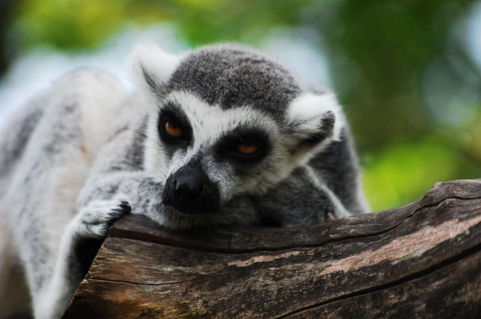Nikon D40 sample photo. Lemur, sitting, zoo photography