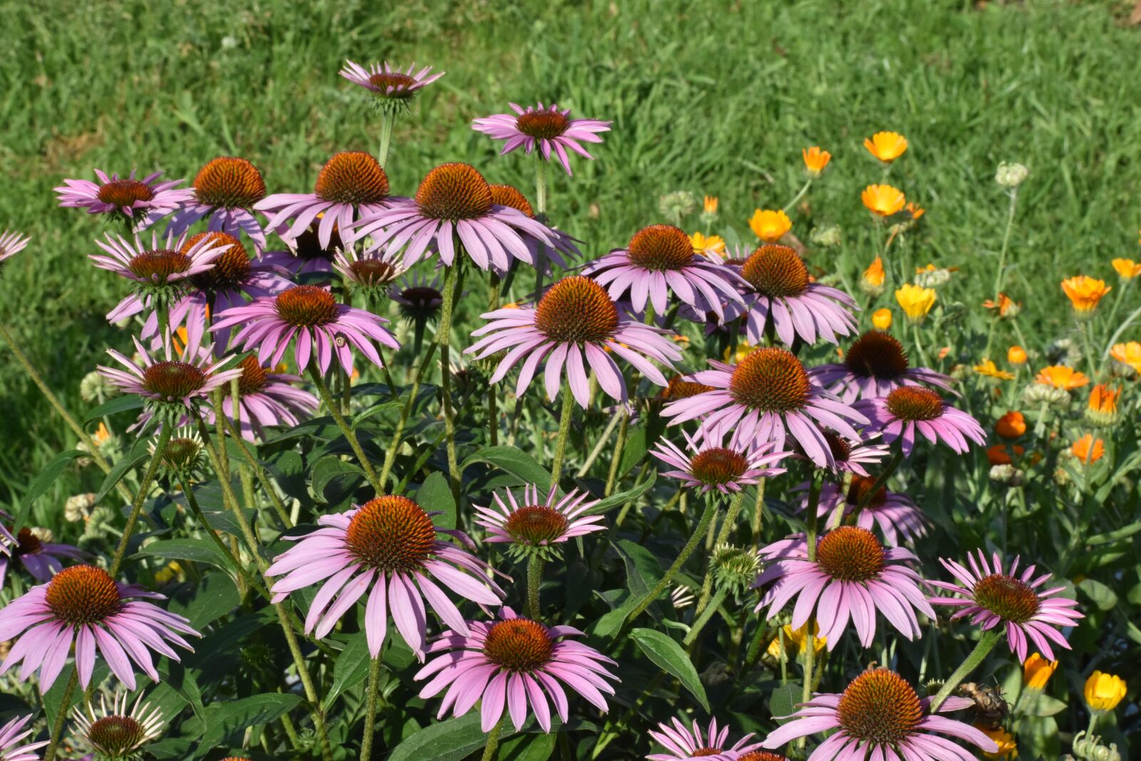 Nikon D3400 sample photo. Echinacea, purple, bush photography