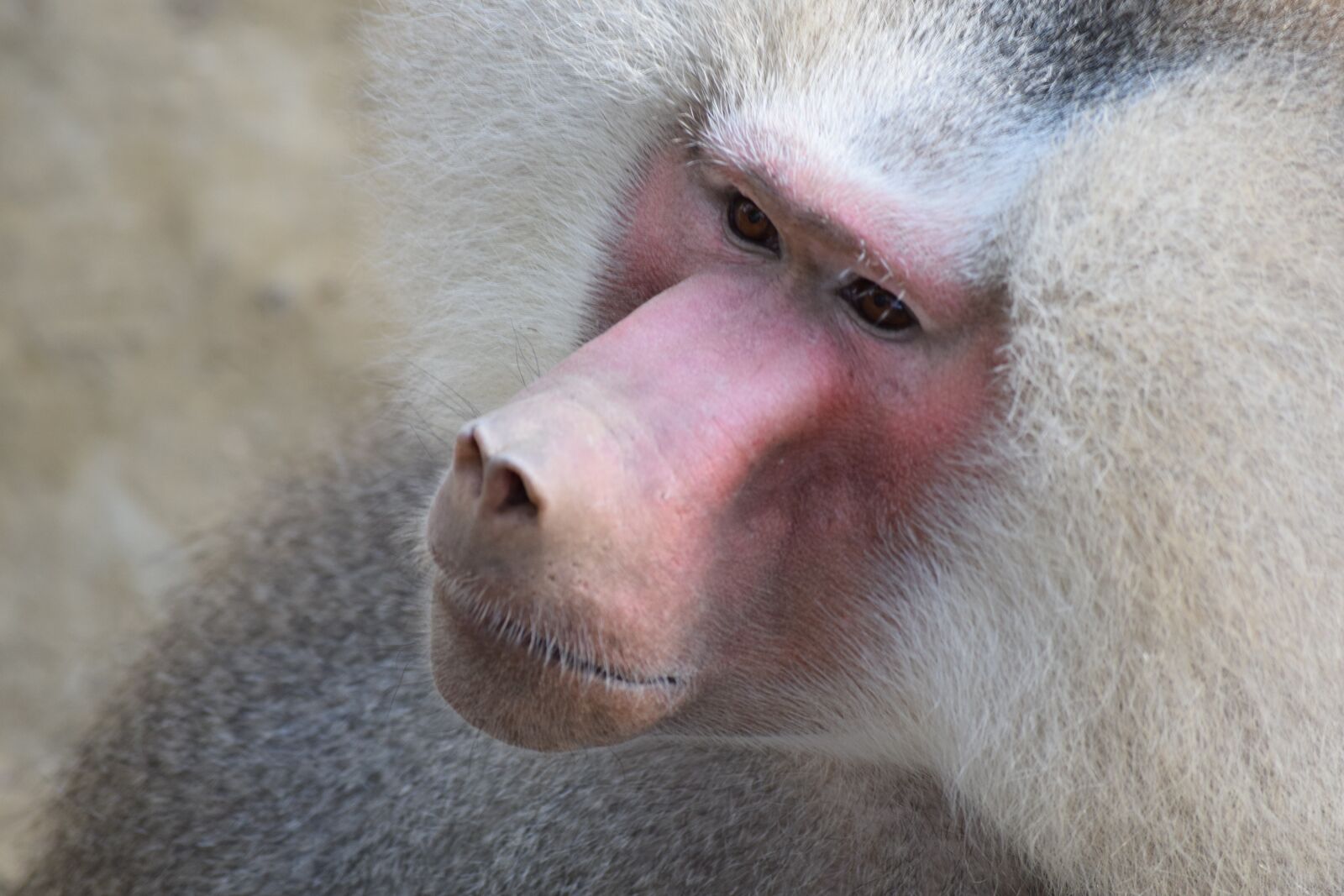 Nikon D3300 sample photo. Pavia at, baboon, collar photography