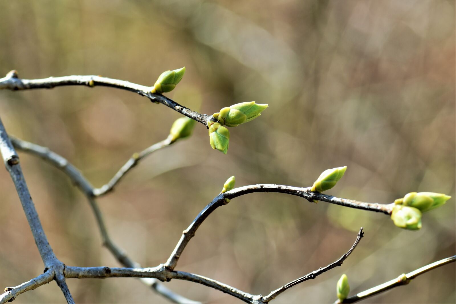 Nikon D5500 sample photo. Tree, nature, plant photography