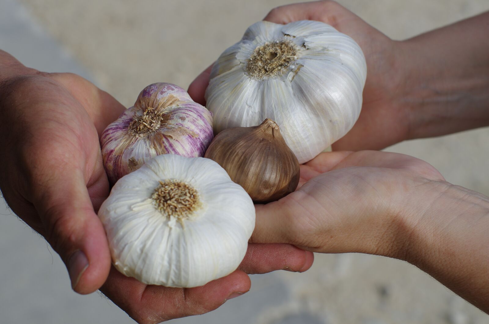 Pentax K-5 II sample photo. Garlic, garlic white, purple photography