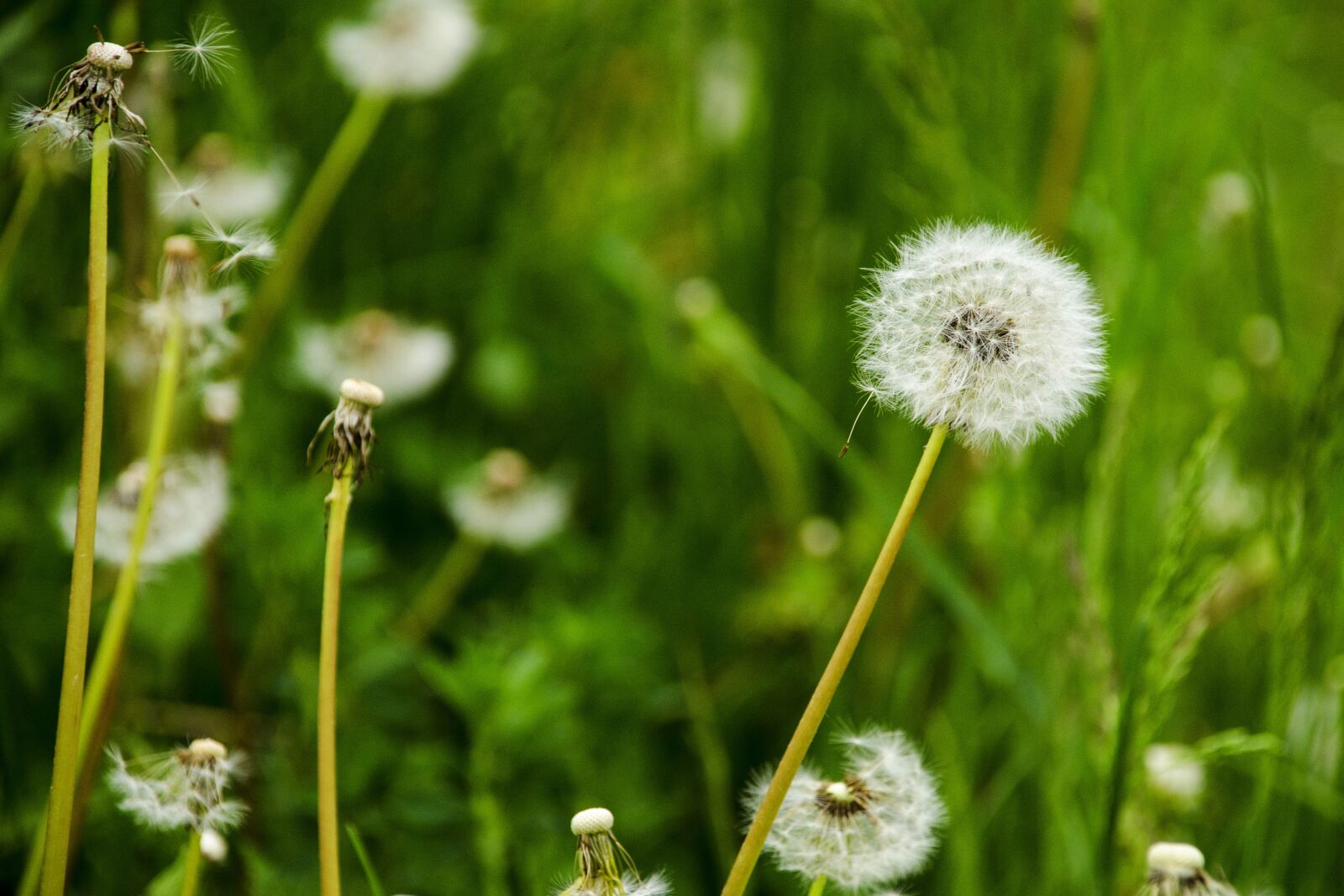 Nikon D7000 sample photo. Nature, green, foliage photography