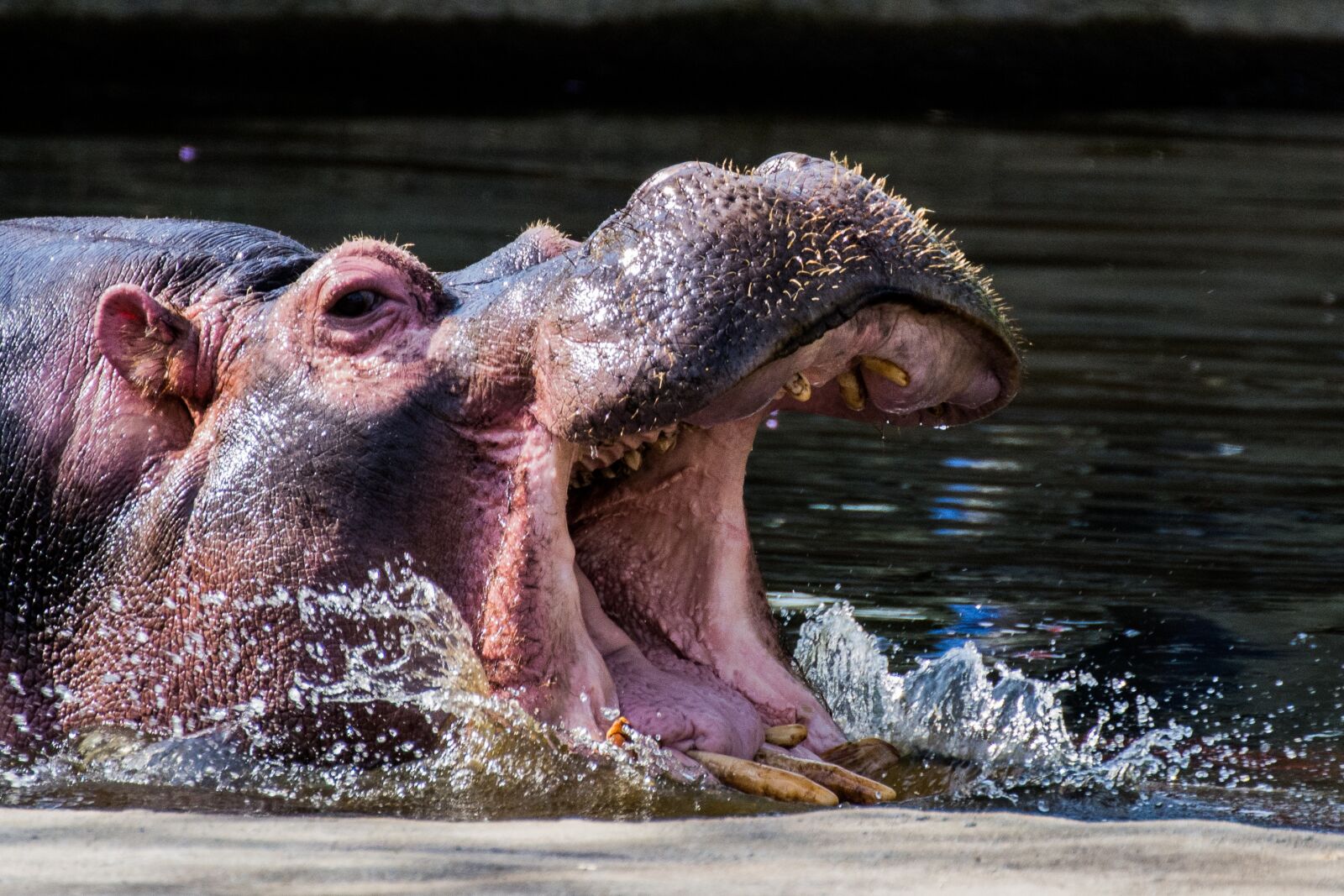 Nikon D7100 sample photo. Hippo, tooth, swim photography