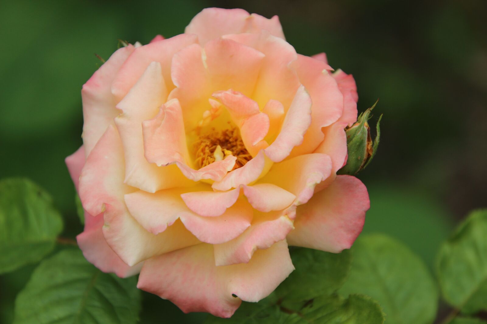 Canon EOS 600D (Rebel EOS T3i / EOS Kiss X5) sample photo. Rose, bicolored flower, bicolored photography