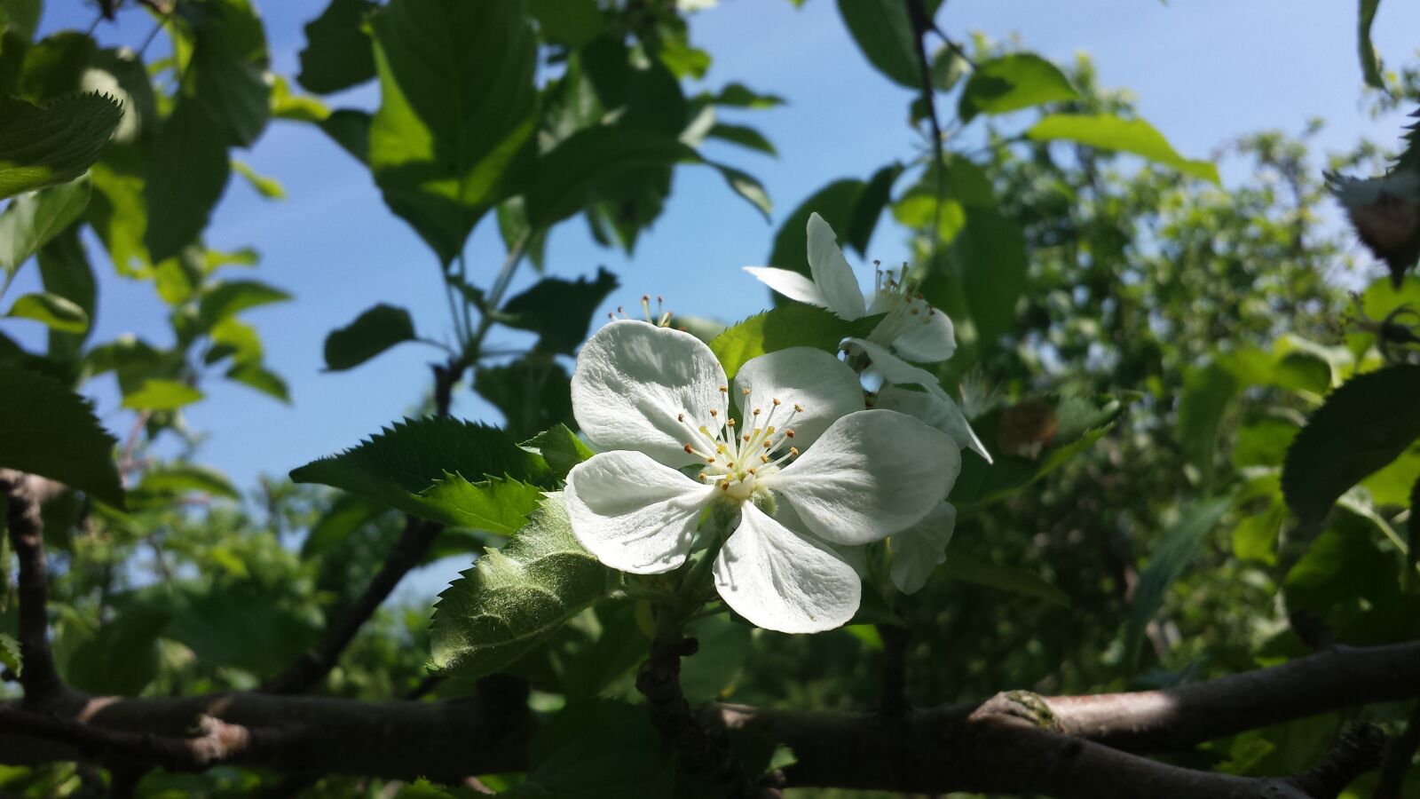 Samsung Galaxy S4 sample photo. Fruit, blossom, blooming photography