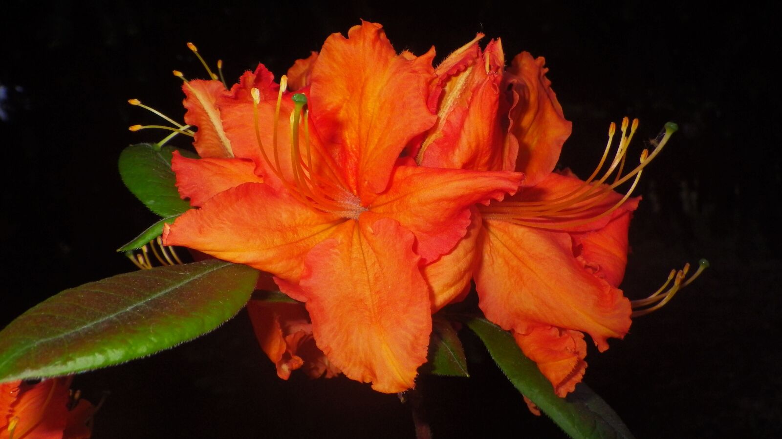 Pentax Optio WG-2 sample photo. Nature, flower, leaf plants photography