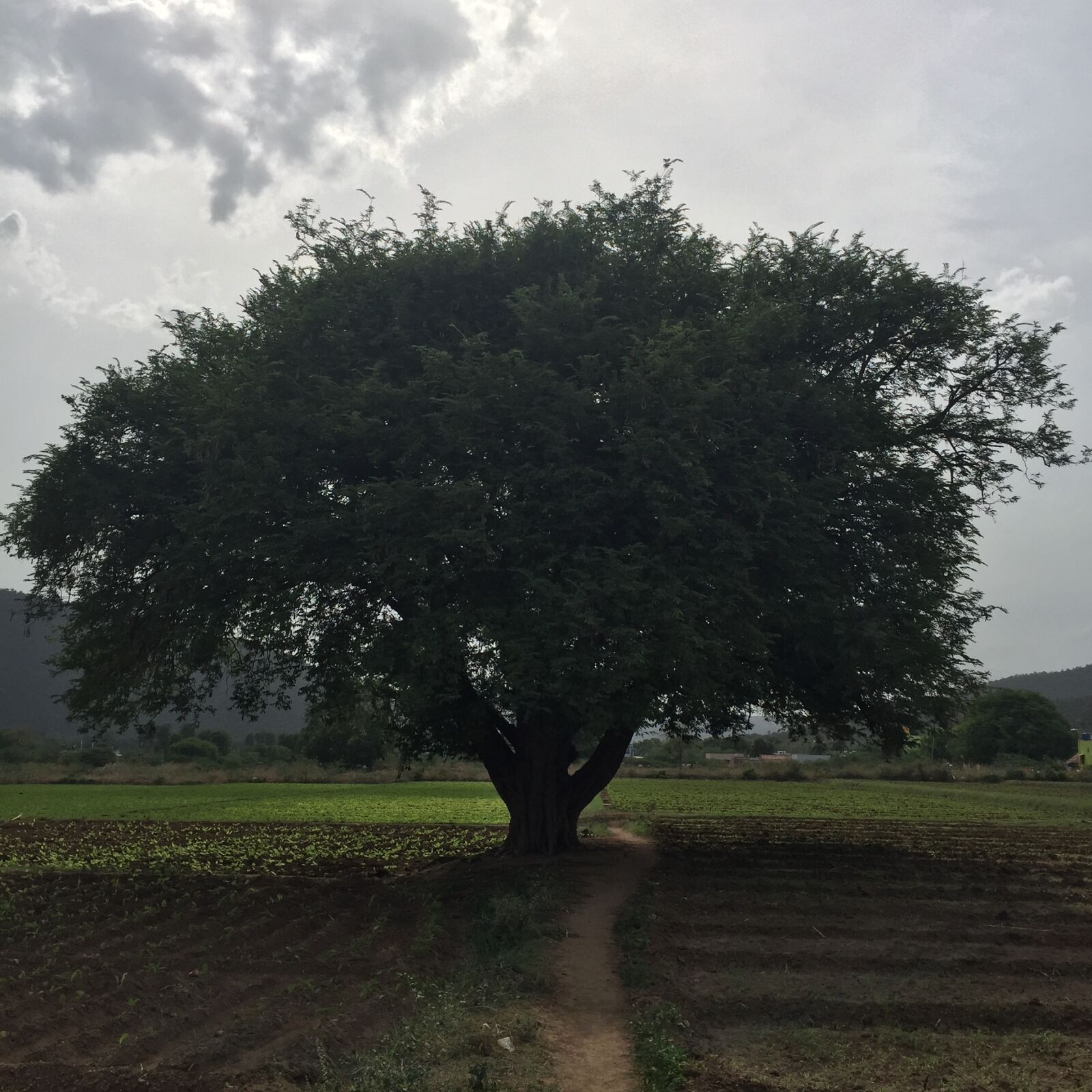 Apple iPhone 6 sample photo