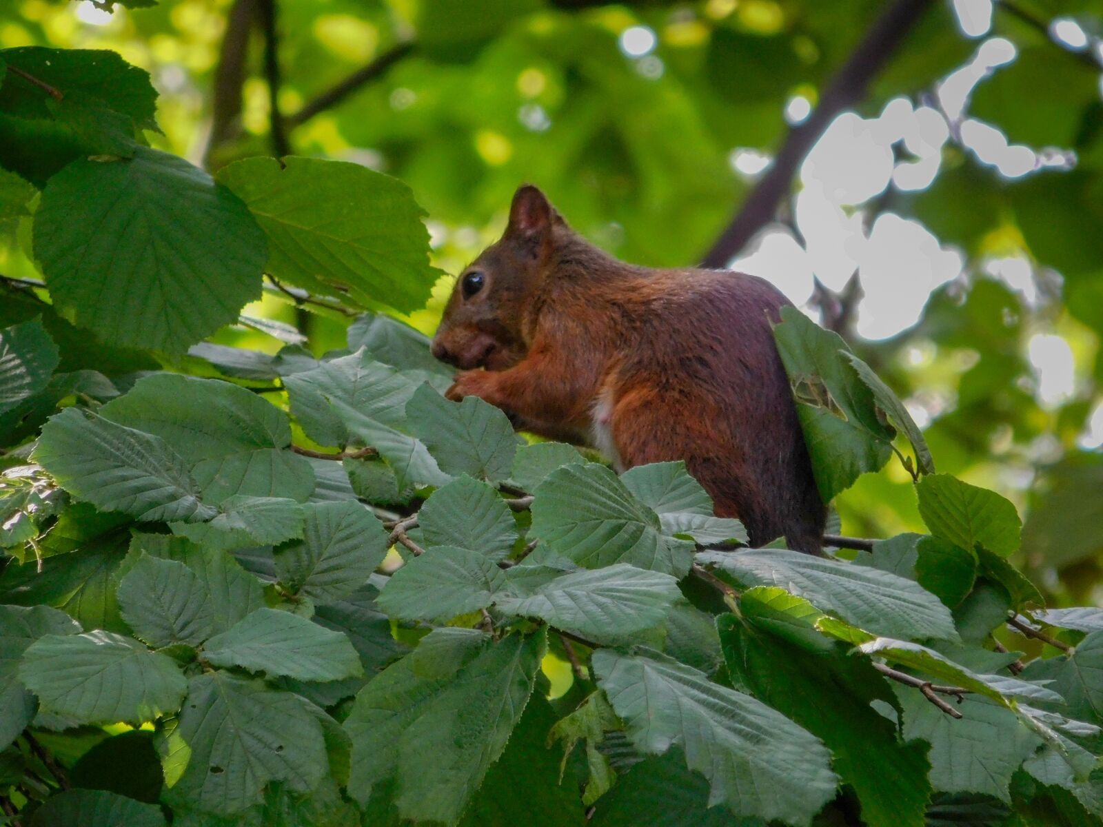 Nikon Coolpix L840 sample photo. Squirrel, wood, green photography