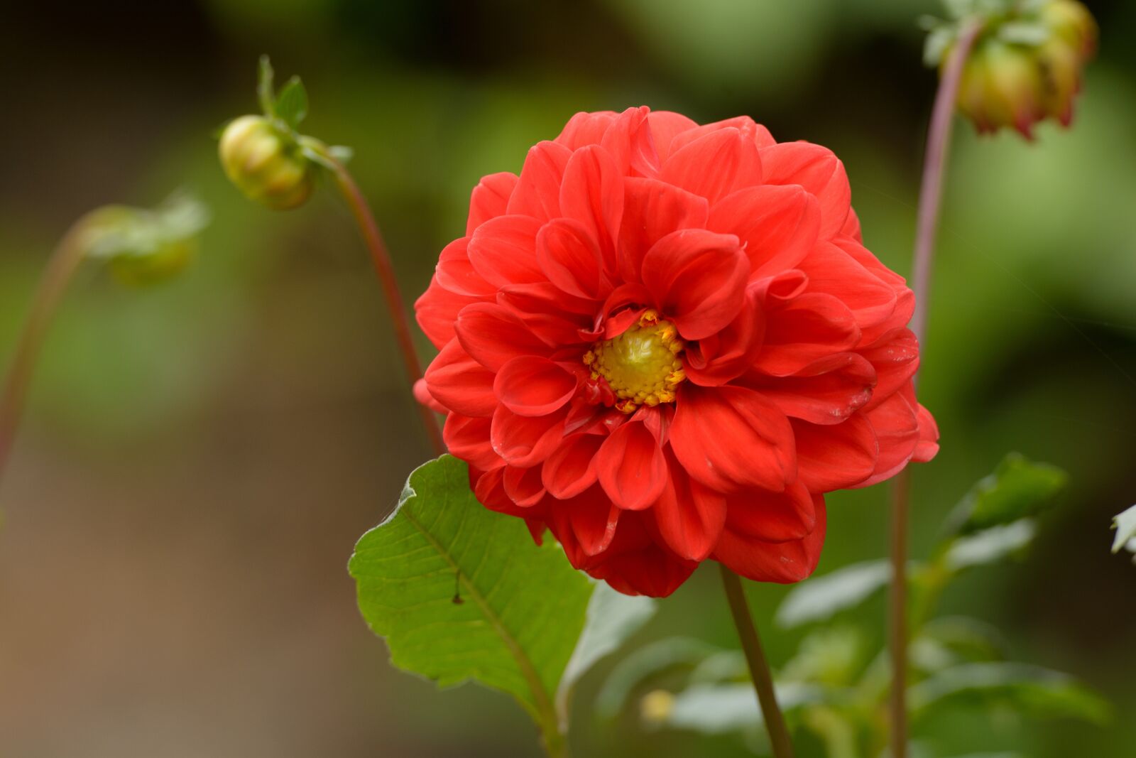 Nikon D7100 sample photo. Flower, red, nature photography
