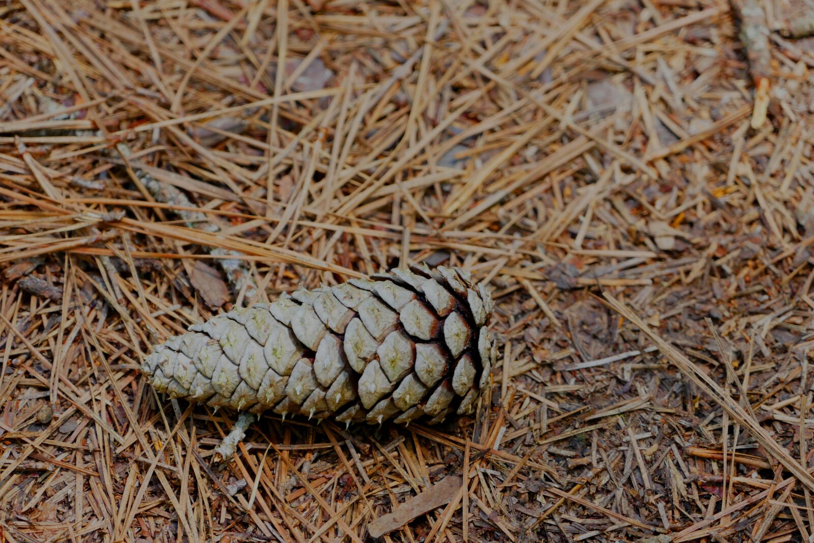 Panasonic Lumix DMC-FZ1000 sample photo. Pine, cone, tree photography
