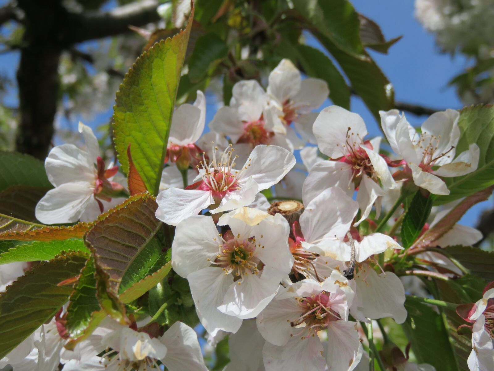 Canon PowerShot SX710 HS sample photo. Cherry, tree, spring photography