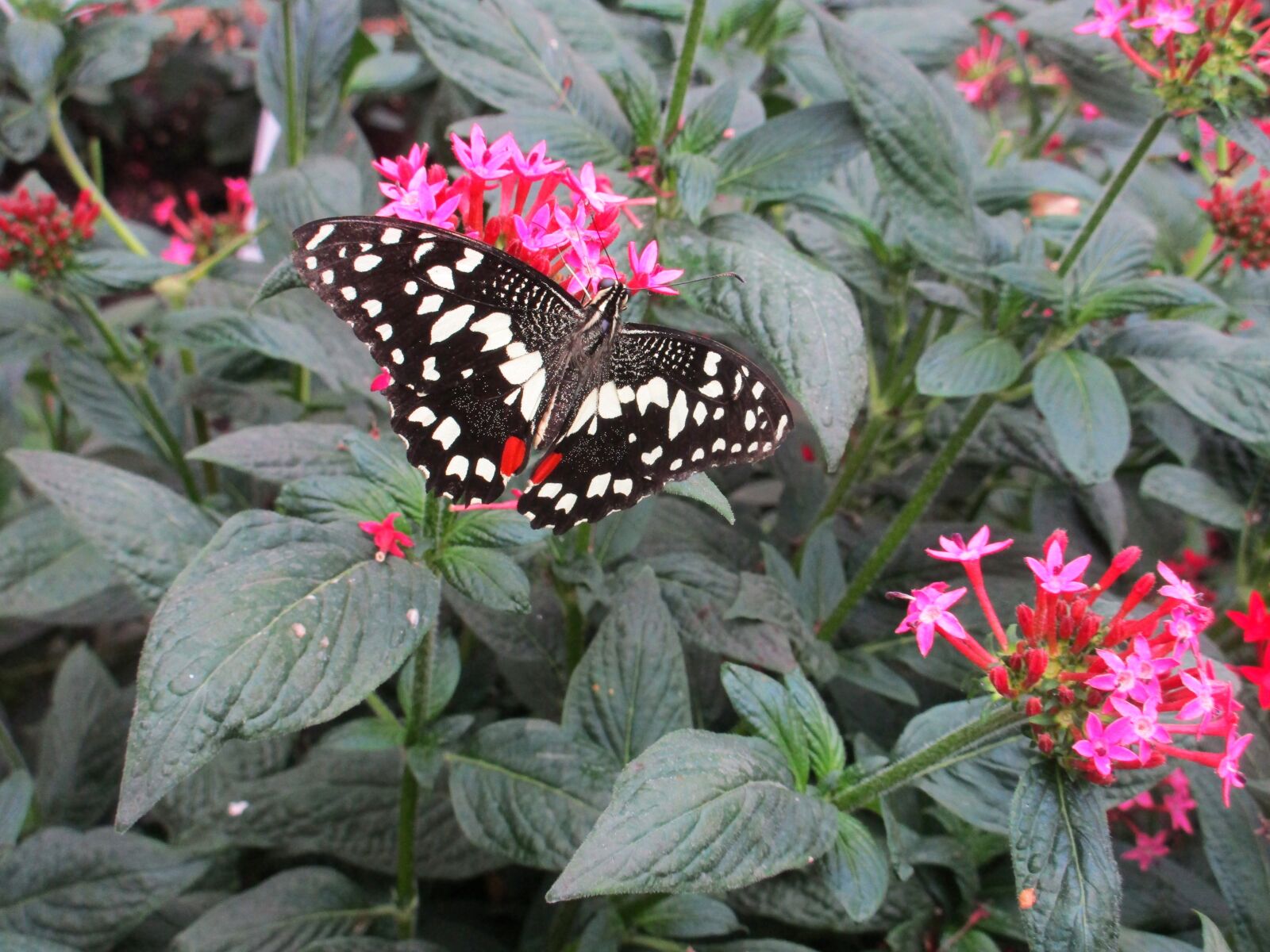 Canon PowerShot ELPH 170 IS (IXUS 170 / IXY 170) sample photo. Butterfly, pink, colourful photography