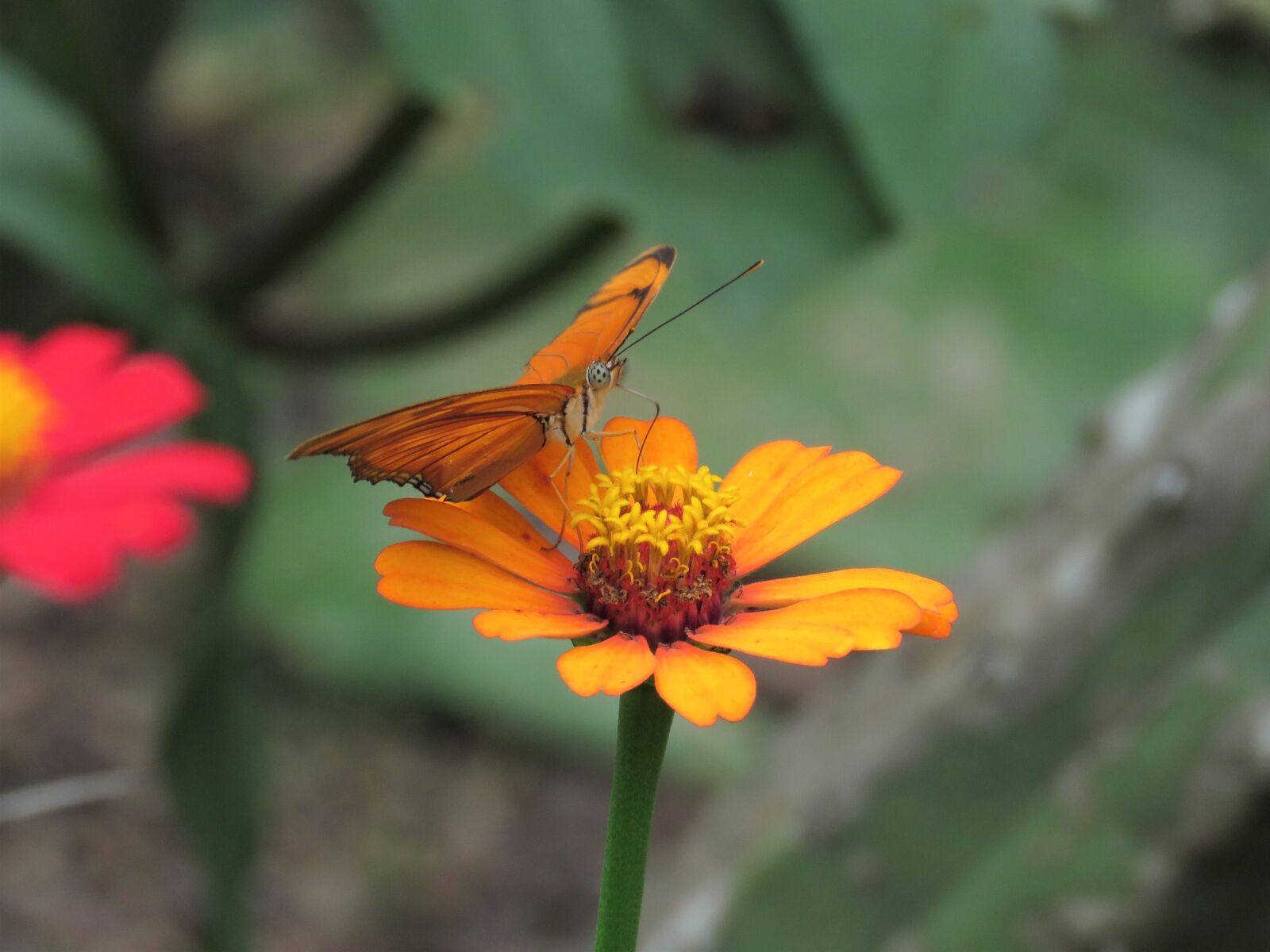 Canon PowerShot SX60 HS sample photo. Butterfly, flower garden, tropical photography