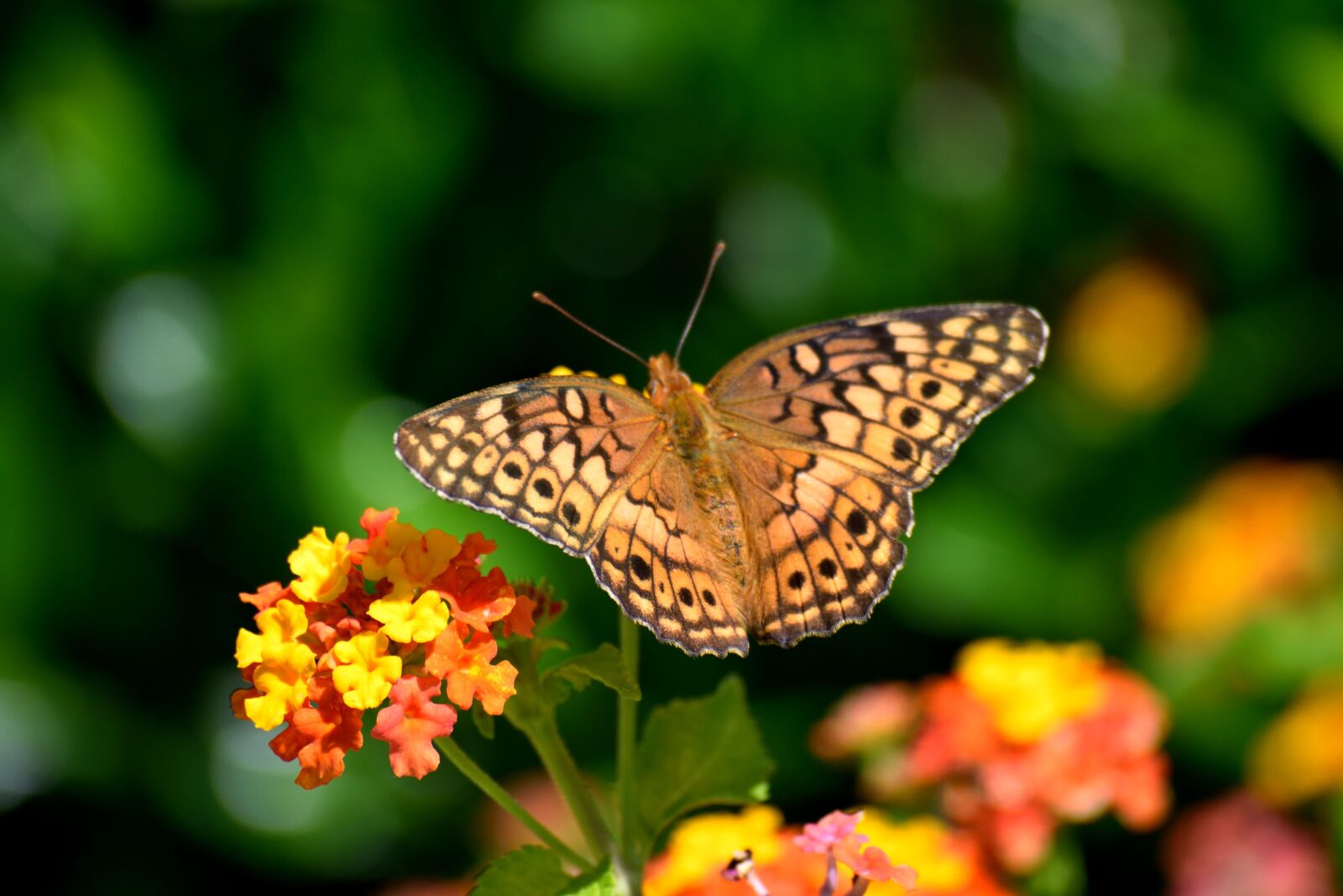 Nikon D3300 sample photo. Butterfly, insect, garden photography