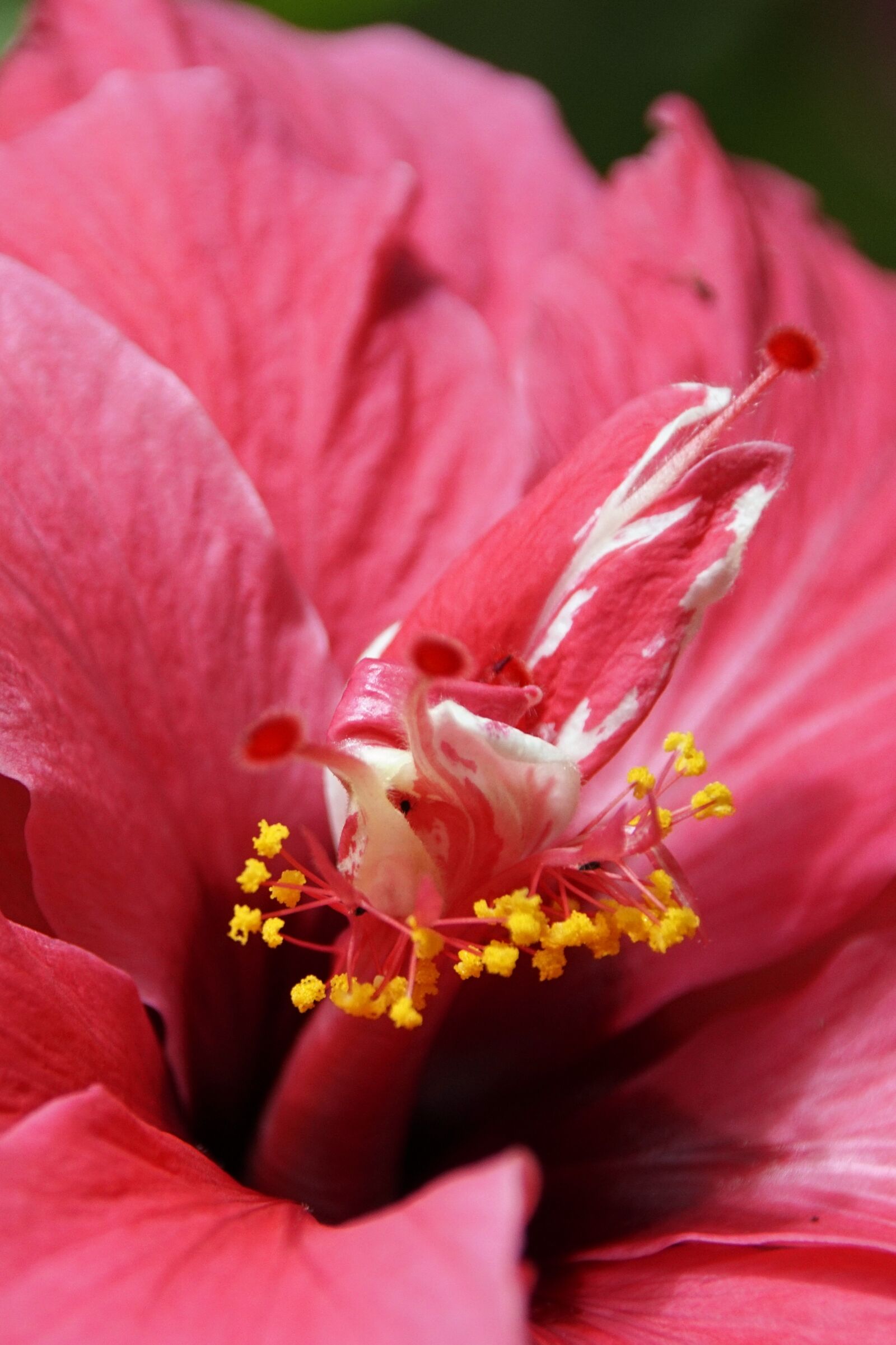Sony ILCA-77M2 sample photo. Hibiscus, flower, blossom photography