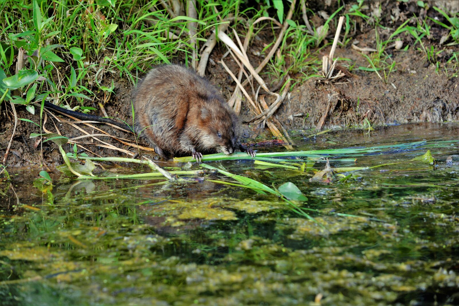 Nikon D7100 sample photo. Muskrat, young, eating photography