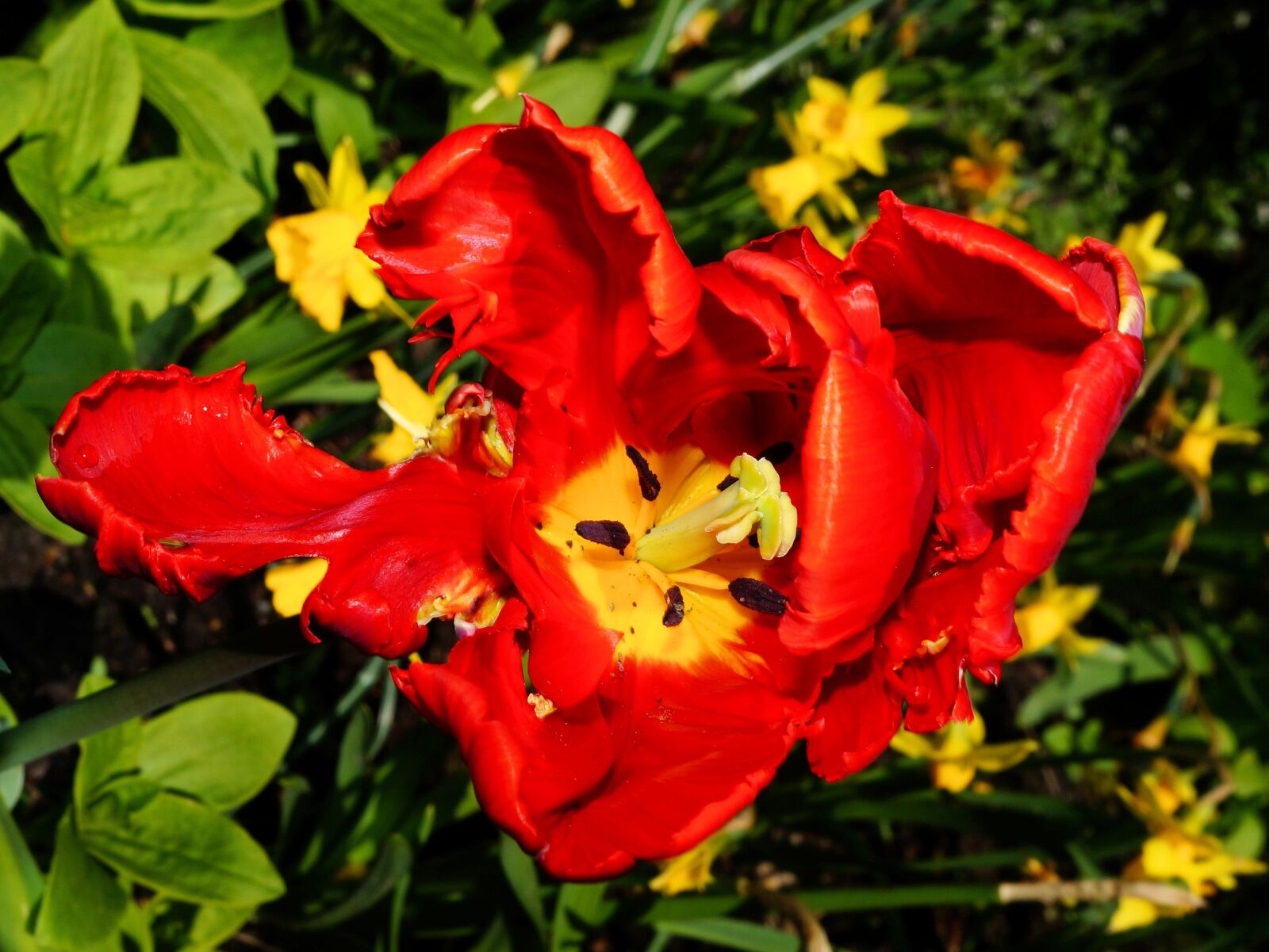 Sony SLT-A58 + Sony DT 30mm F2.8 Macro SAM sample photo. Tulip, flower, blossom photography