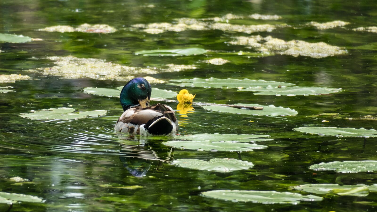 Canon PowerShot G3 X sample photo. Duck, drake, nuphar lutea photography