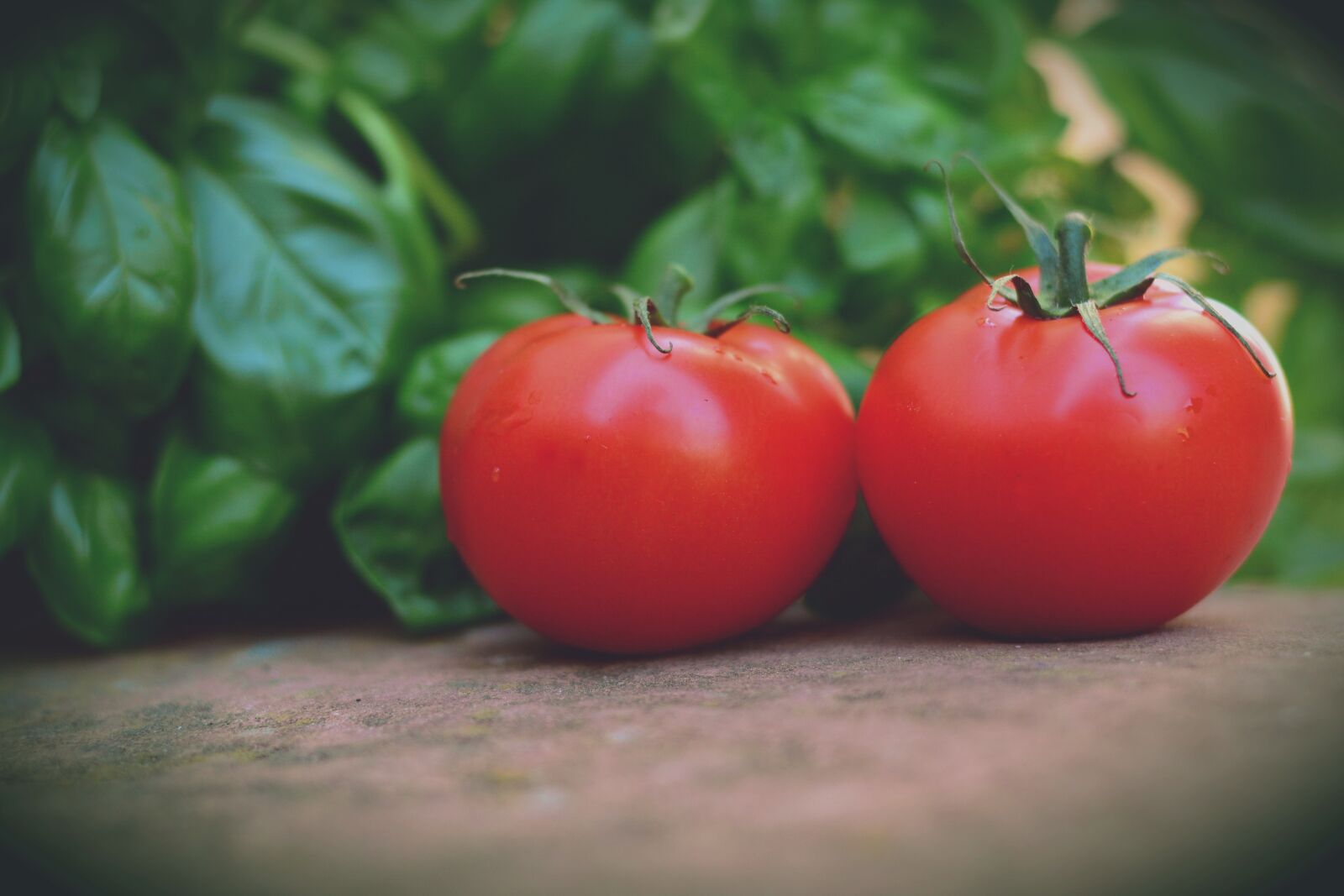 Nikon D5200 sample photo. Tomatoes, trusses, bush tomatoes photography