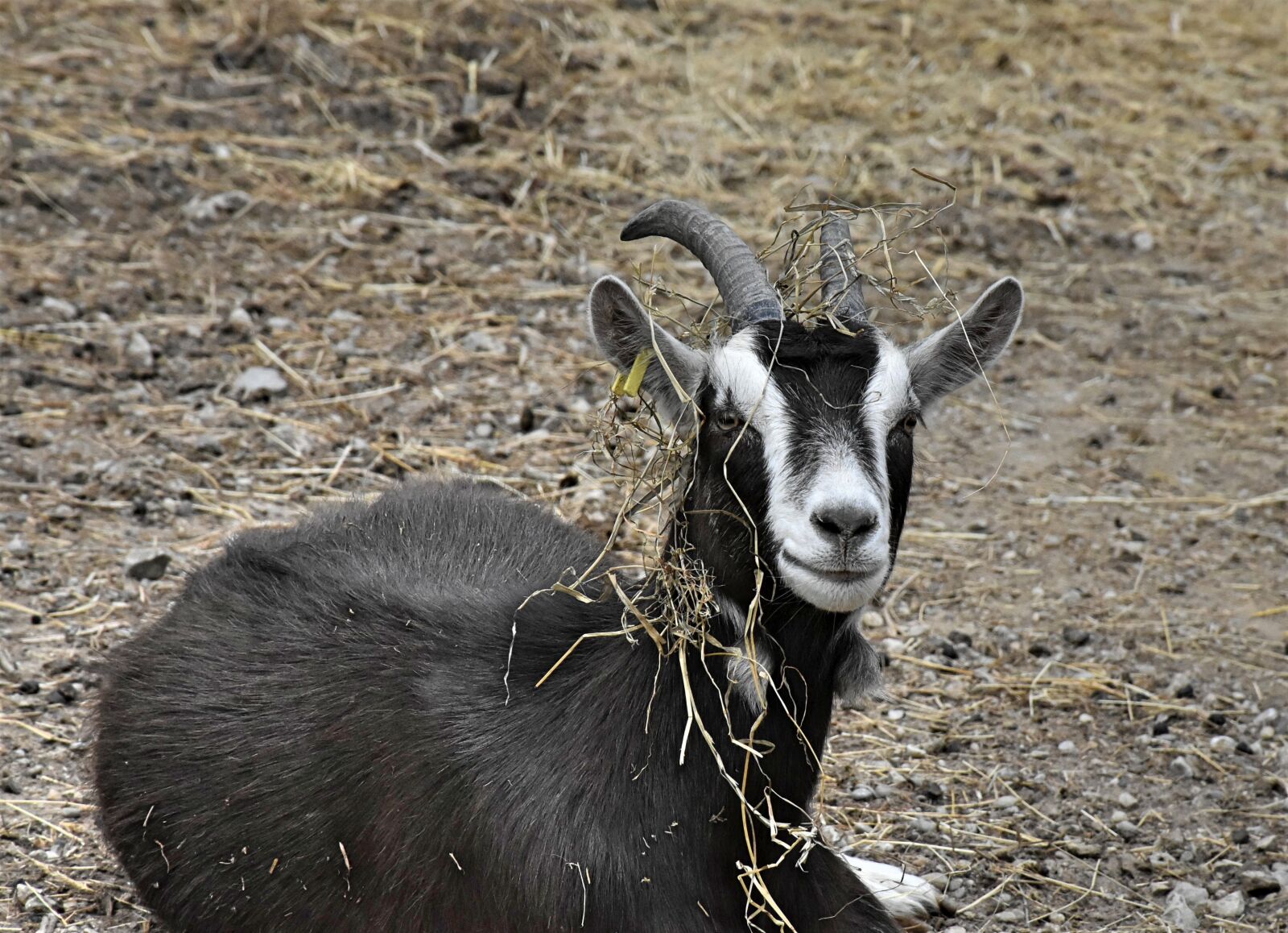 Nikon D7200 sample photo. Goat, horns, livestock photography