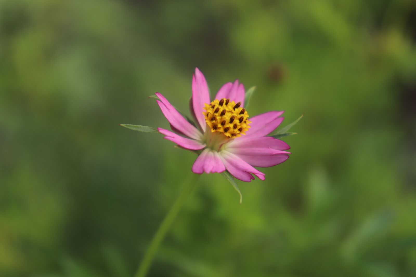 Canon EOS 800D (EOS Rebel T7i / EOS Kiss X9i) sample photo. Flowers, beautiful, gorgeous photography