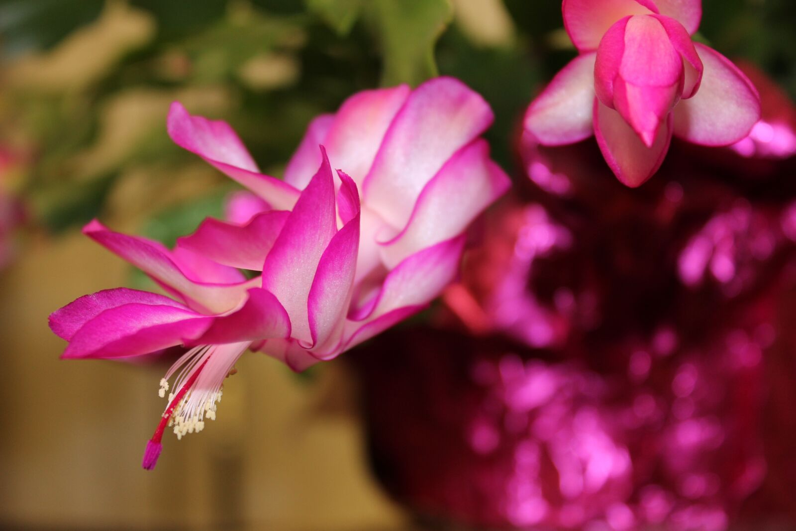 Canon EOS 600D (Rebel EOS T3i / EOS Kiss X5) sample photo. Christmas cactus, flowering cactus photography