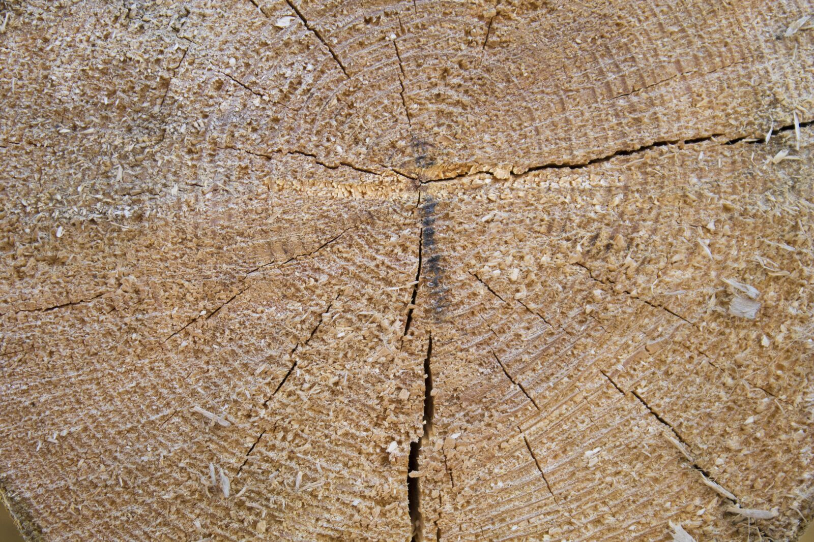 Canon EOS 1100D (EOS Rebel T3 / EOS Kiss X50) sample photo. Tree, texture, pine photography