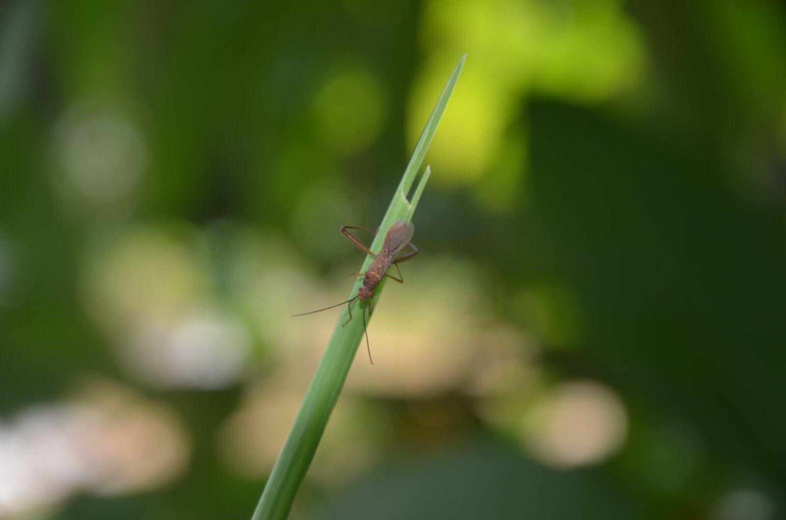 Nikon D7000 sample photo. G, green, gold photography