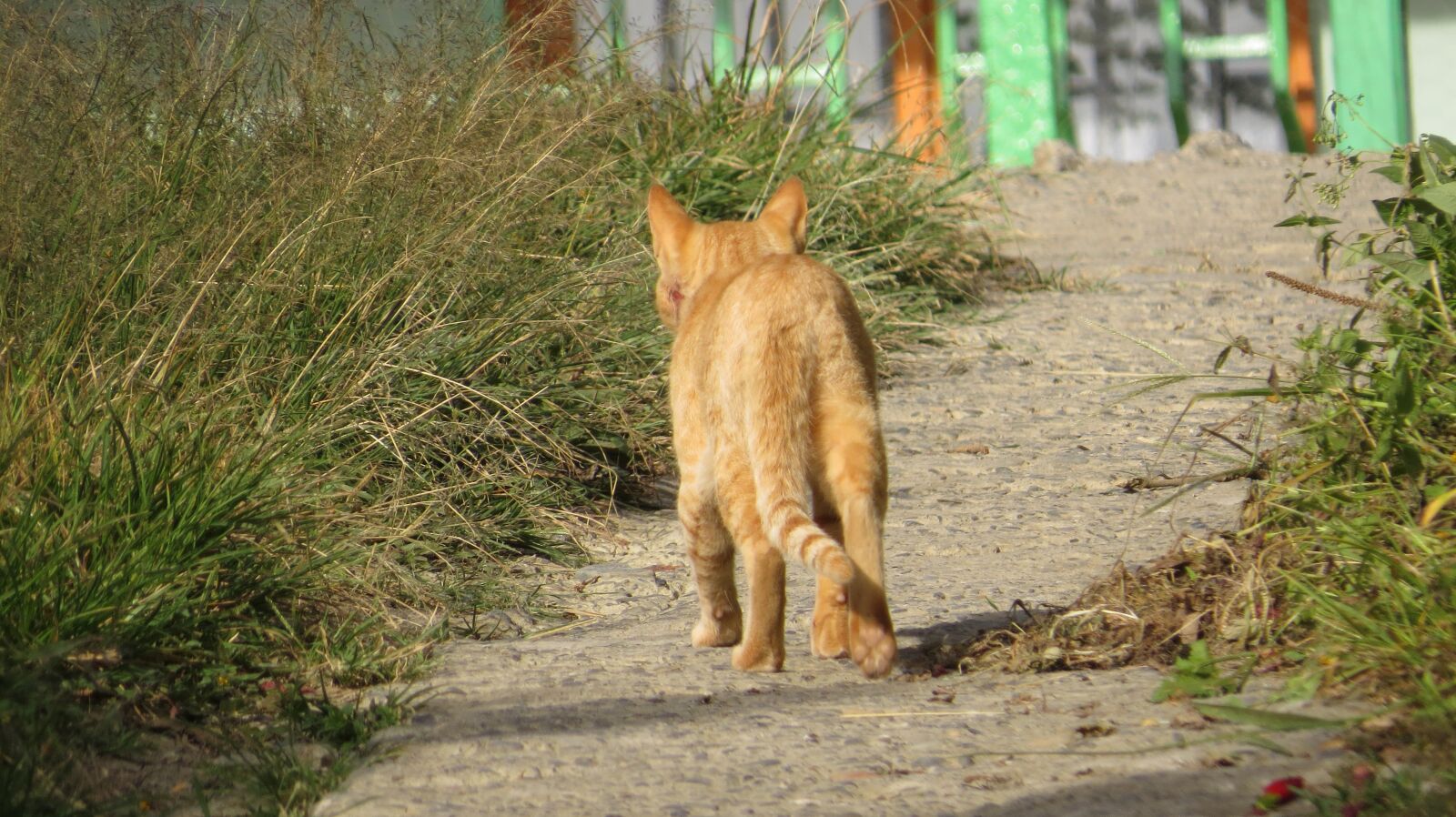Canon PowerShot SX50 HS sample photo. Animal, feline, cat photography