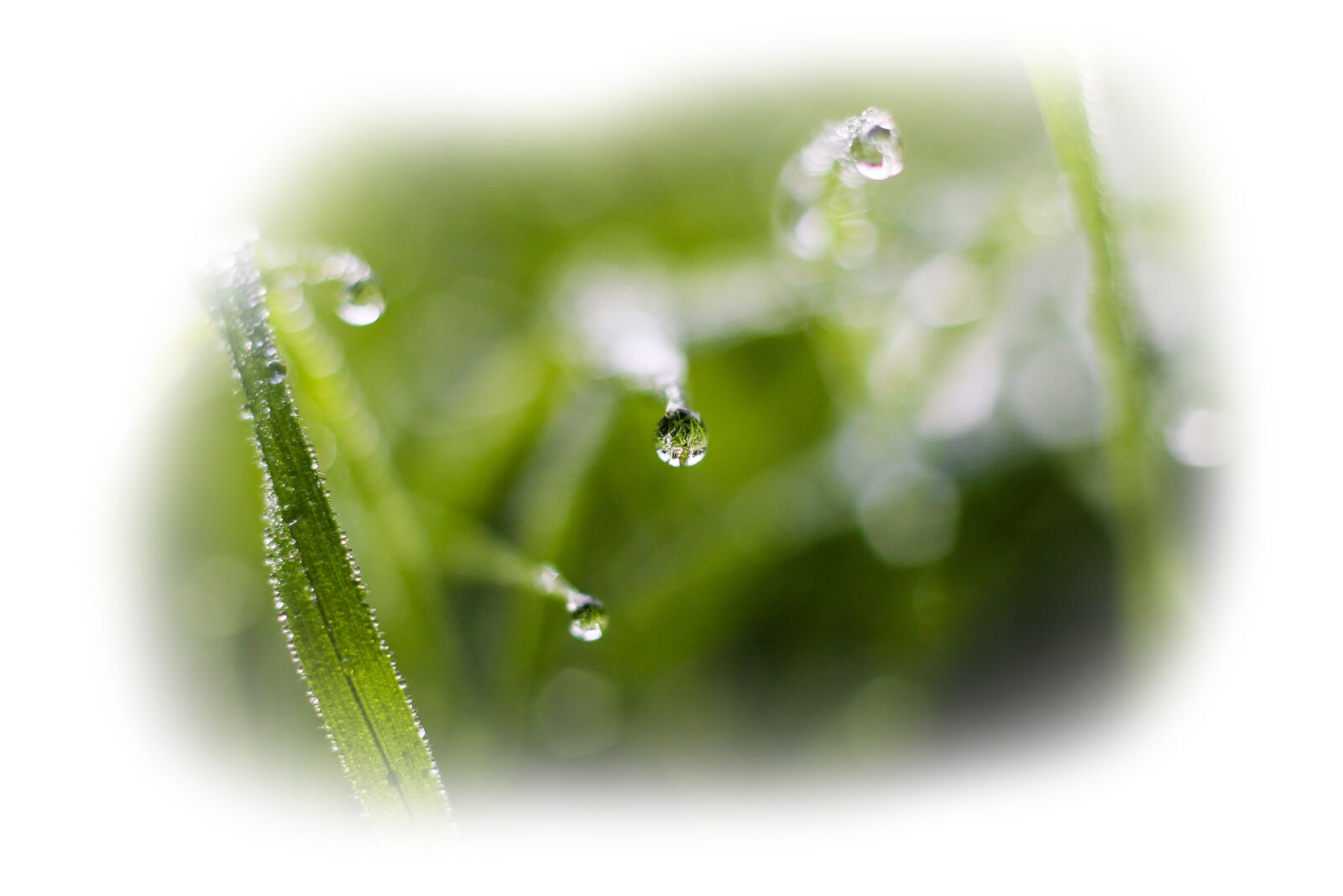 Canon EOS 60D + Canon EF 50mm F1.8 II sample photo. Drip, dew, water photography