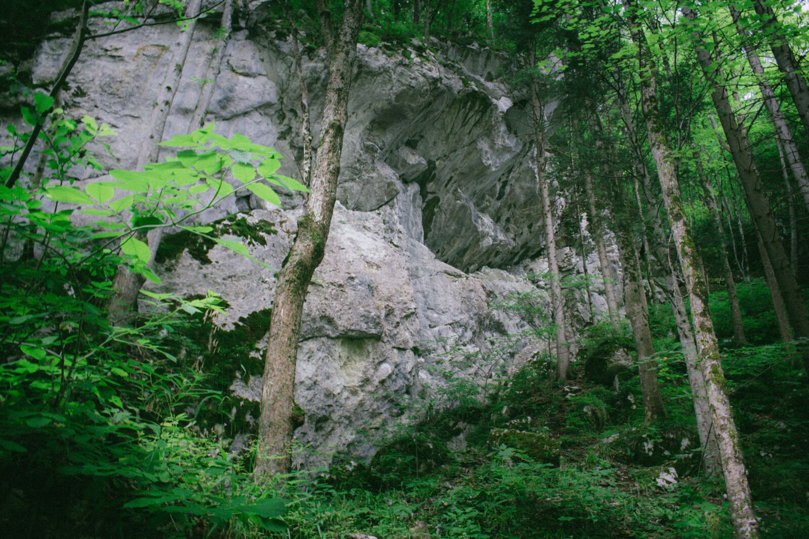 Nikon D3300 sample photo. Rock, jungle, forest photography