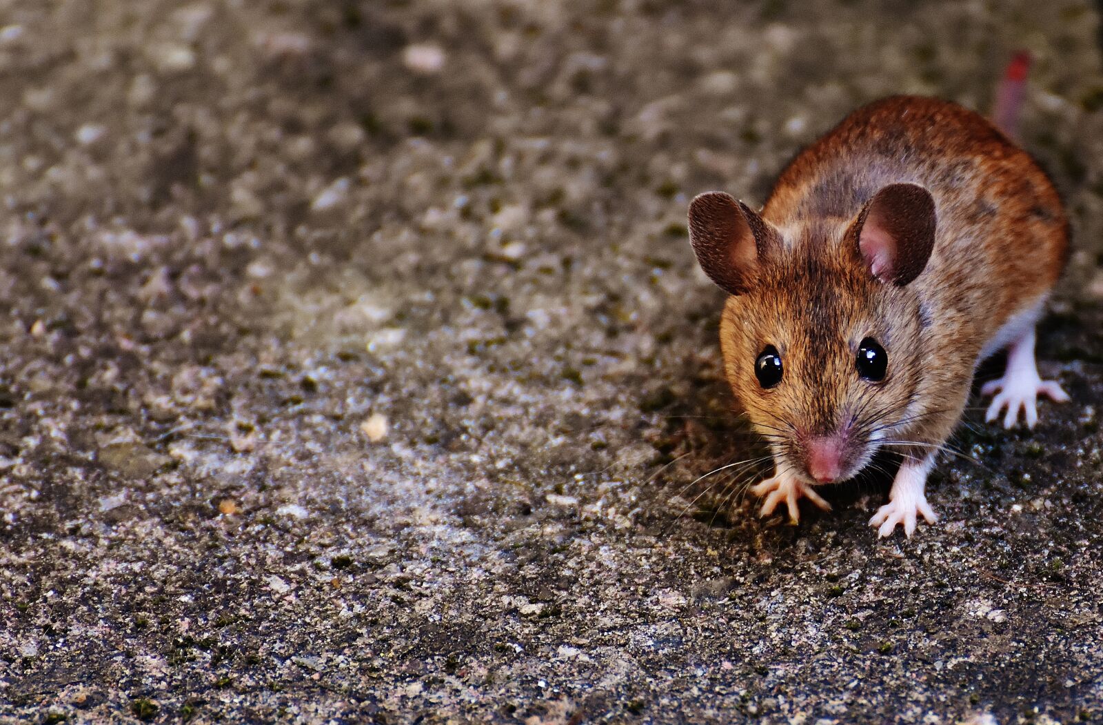 Nikon D7200 sample photo. Mouse, rodent, cute photography