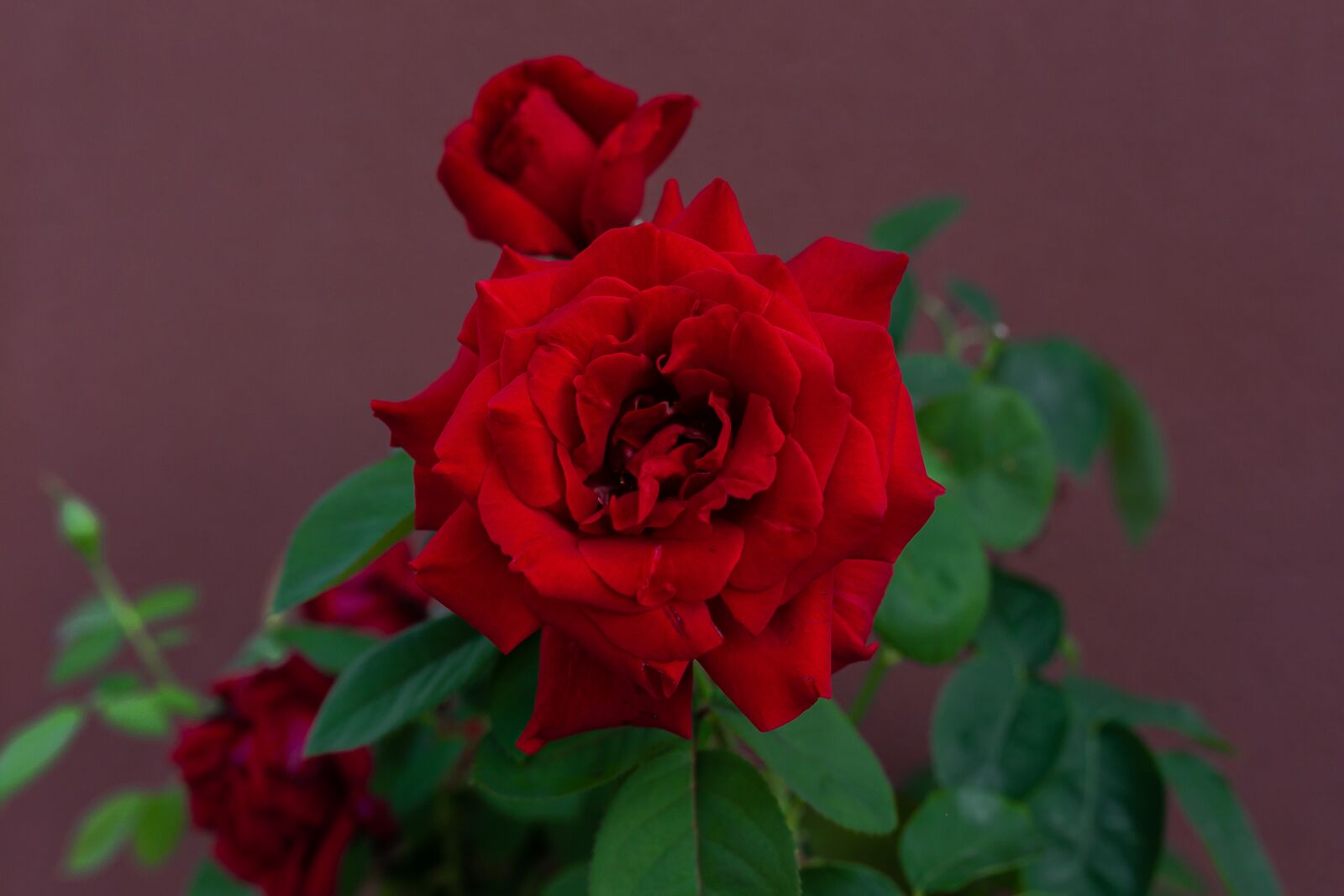 Canon EOS 6D sample photo. Rose, red rose, red photography
