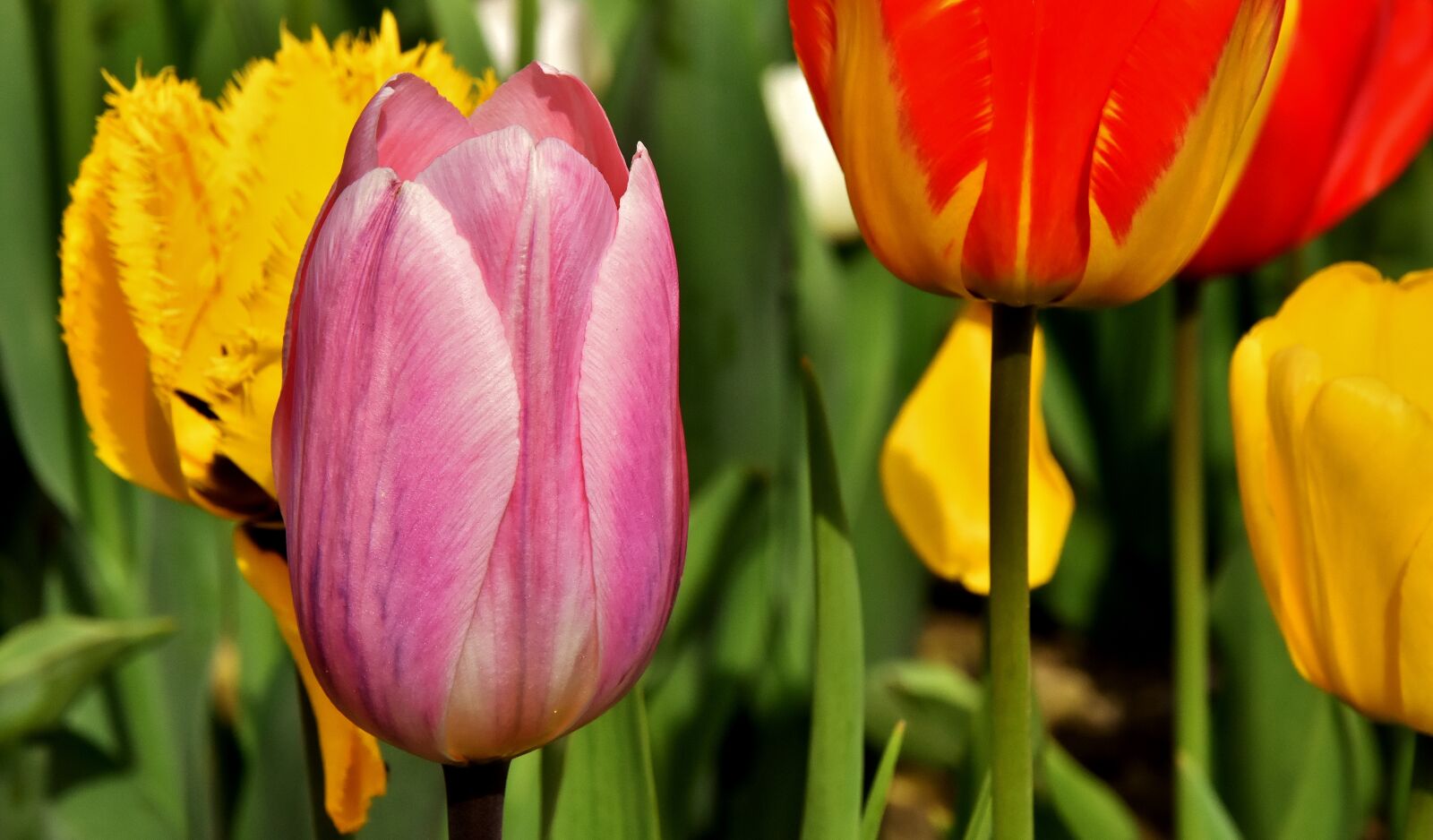 Nikon D7200 sample photo. Tulips, flowers, colorful photography