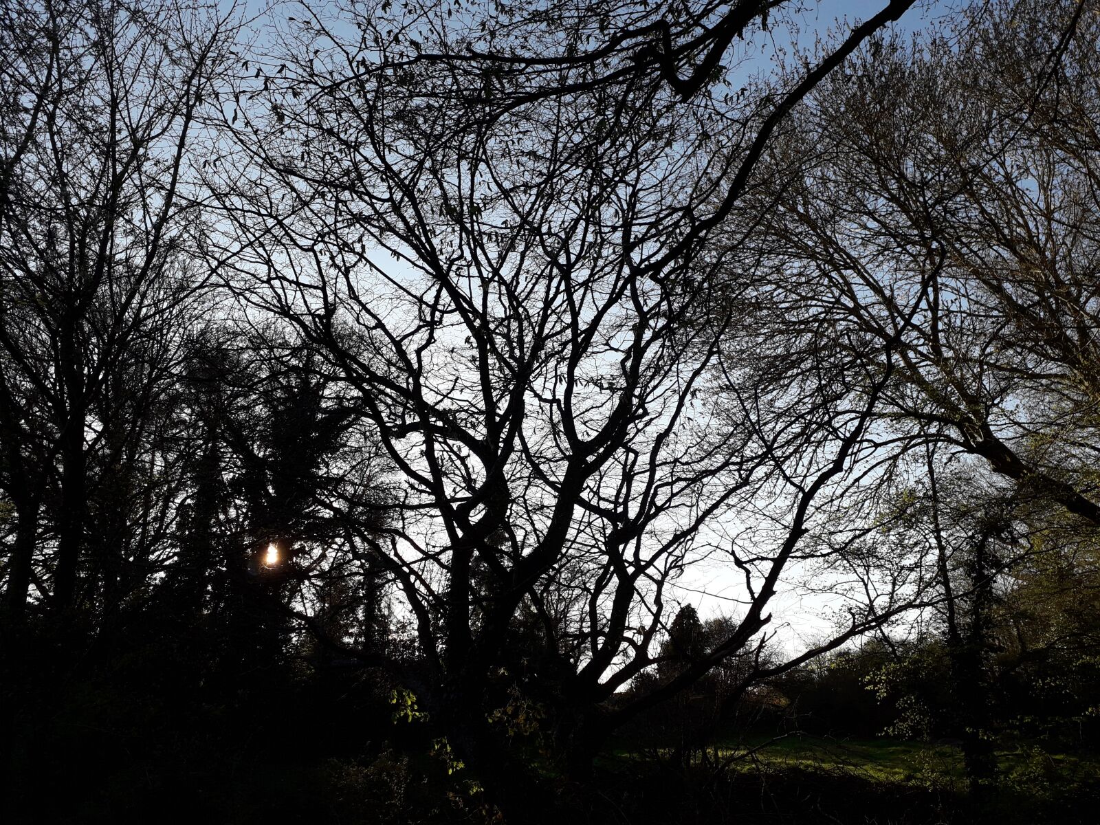 Samsung Galaxy J6 sample photo. Sky, trees, moody photography