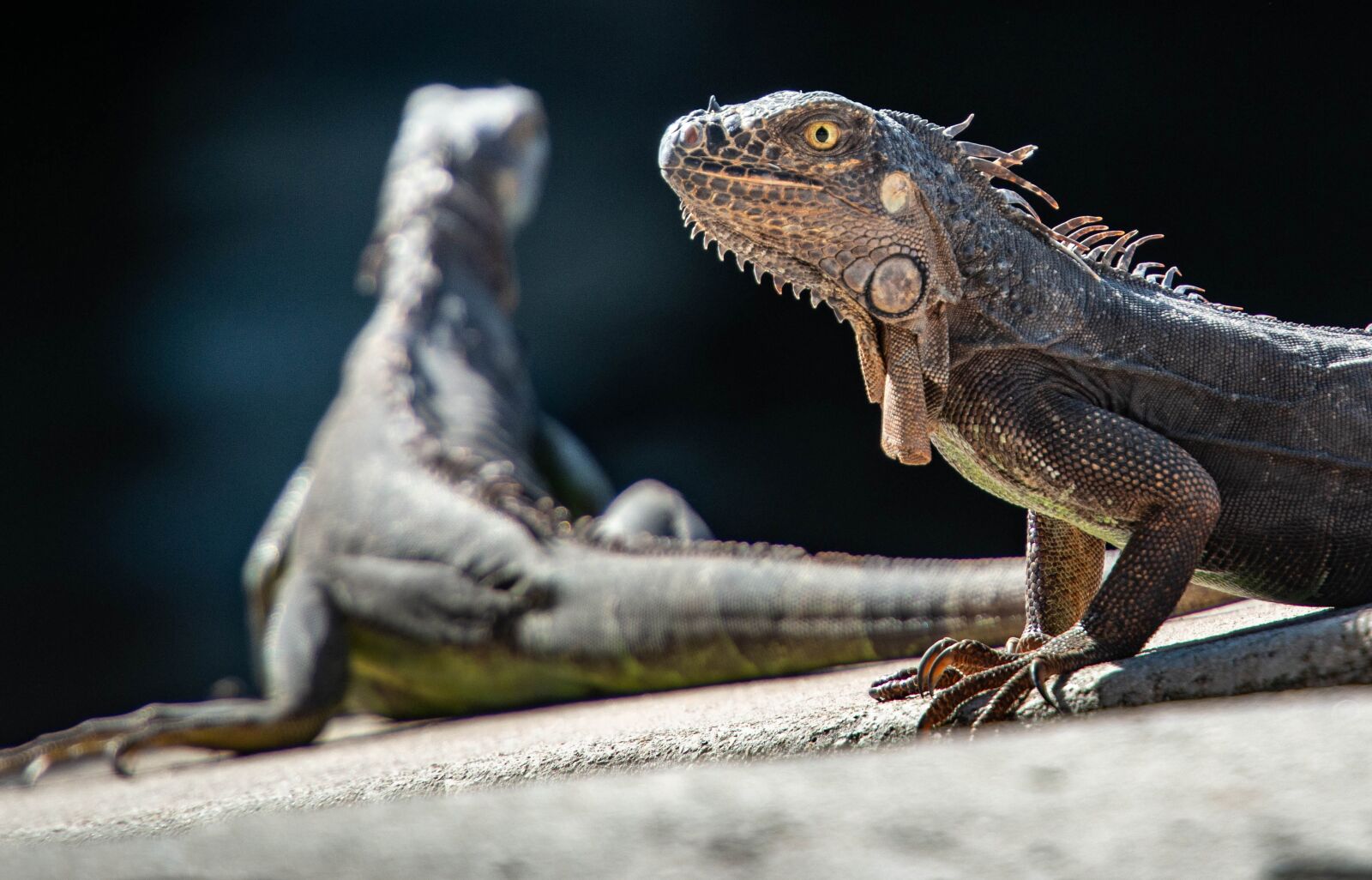 Nikon D800 sample photo. Iguanas, reptiles, lizard photography